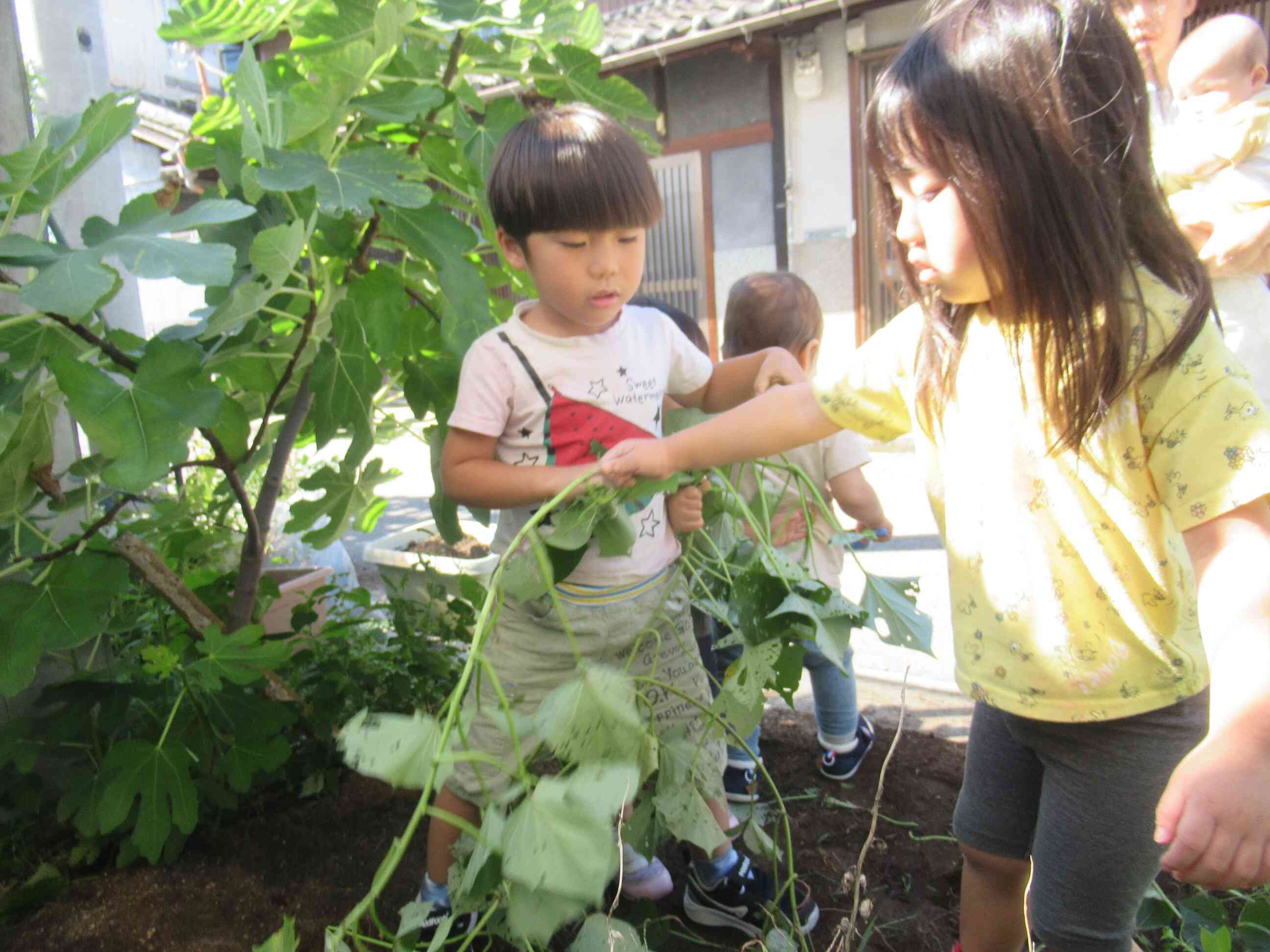 お芋出てくるかな？