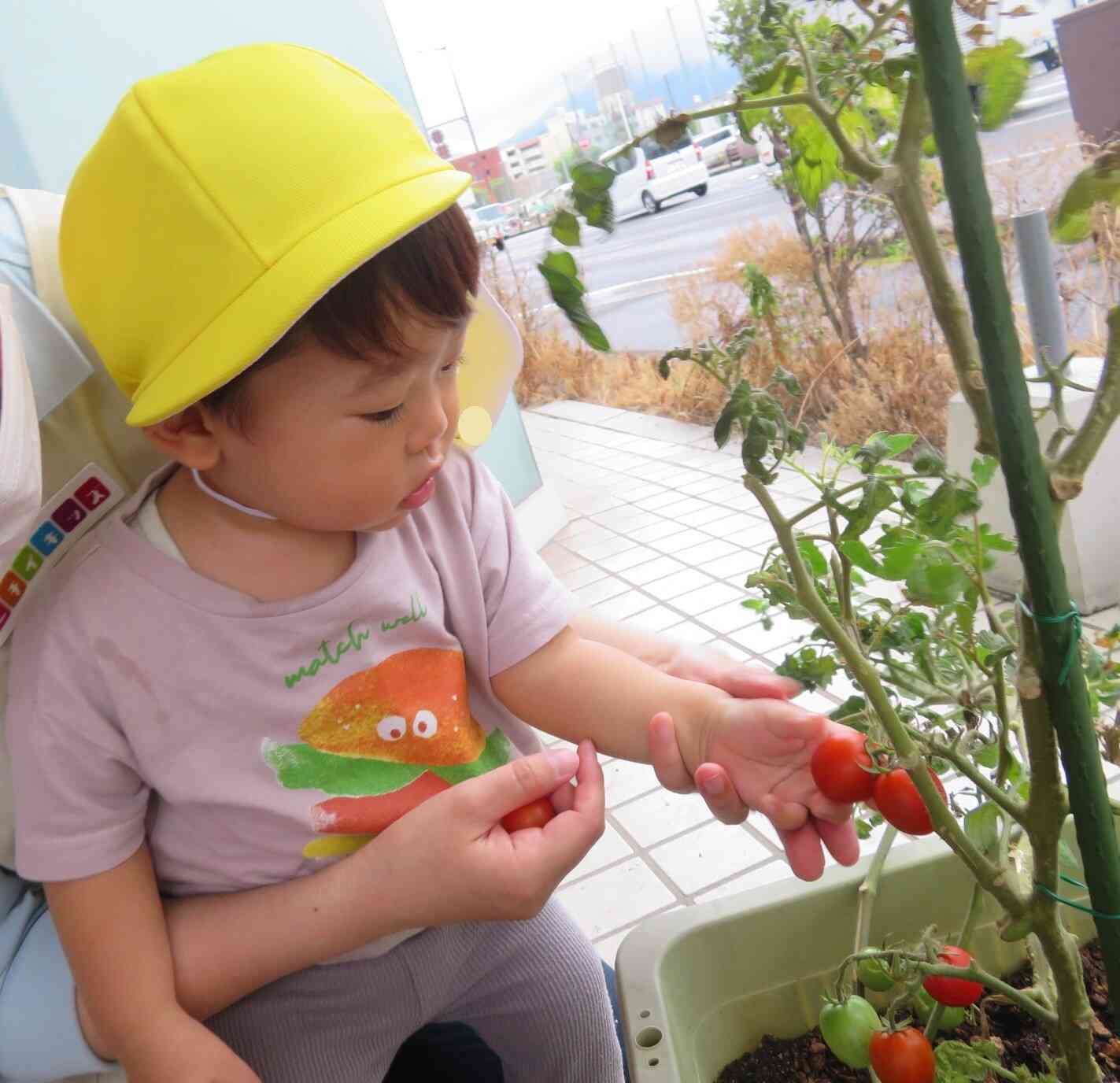 食育☆ミニトマトの収穫（１歳児）