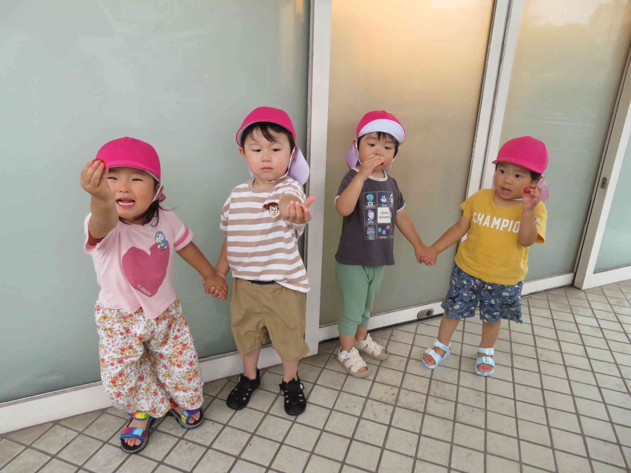 食育☆ミニトマトの収穫（２歳児）