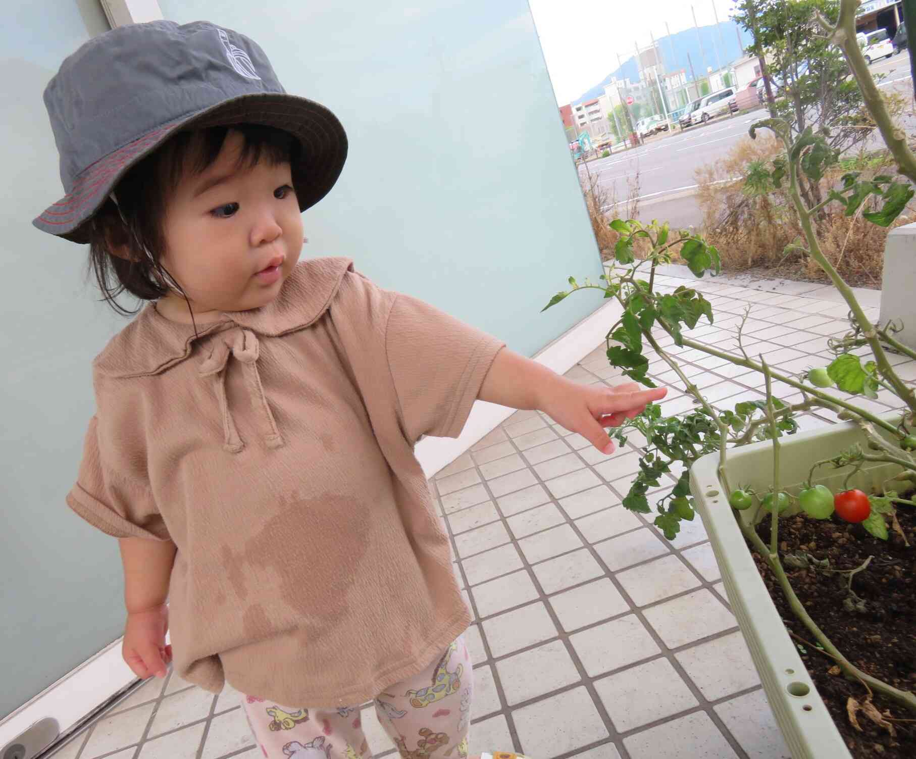 食育☆ミニトマトの収穫（０歳児）