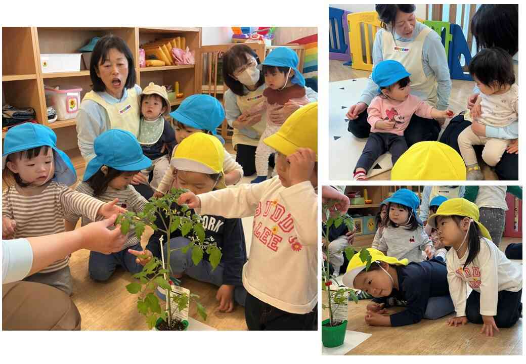 食育☆ミニトマトの苗植えをしよう