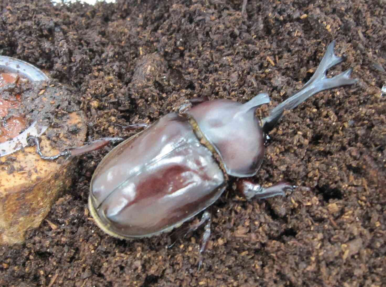カブトムシが仲間入り