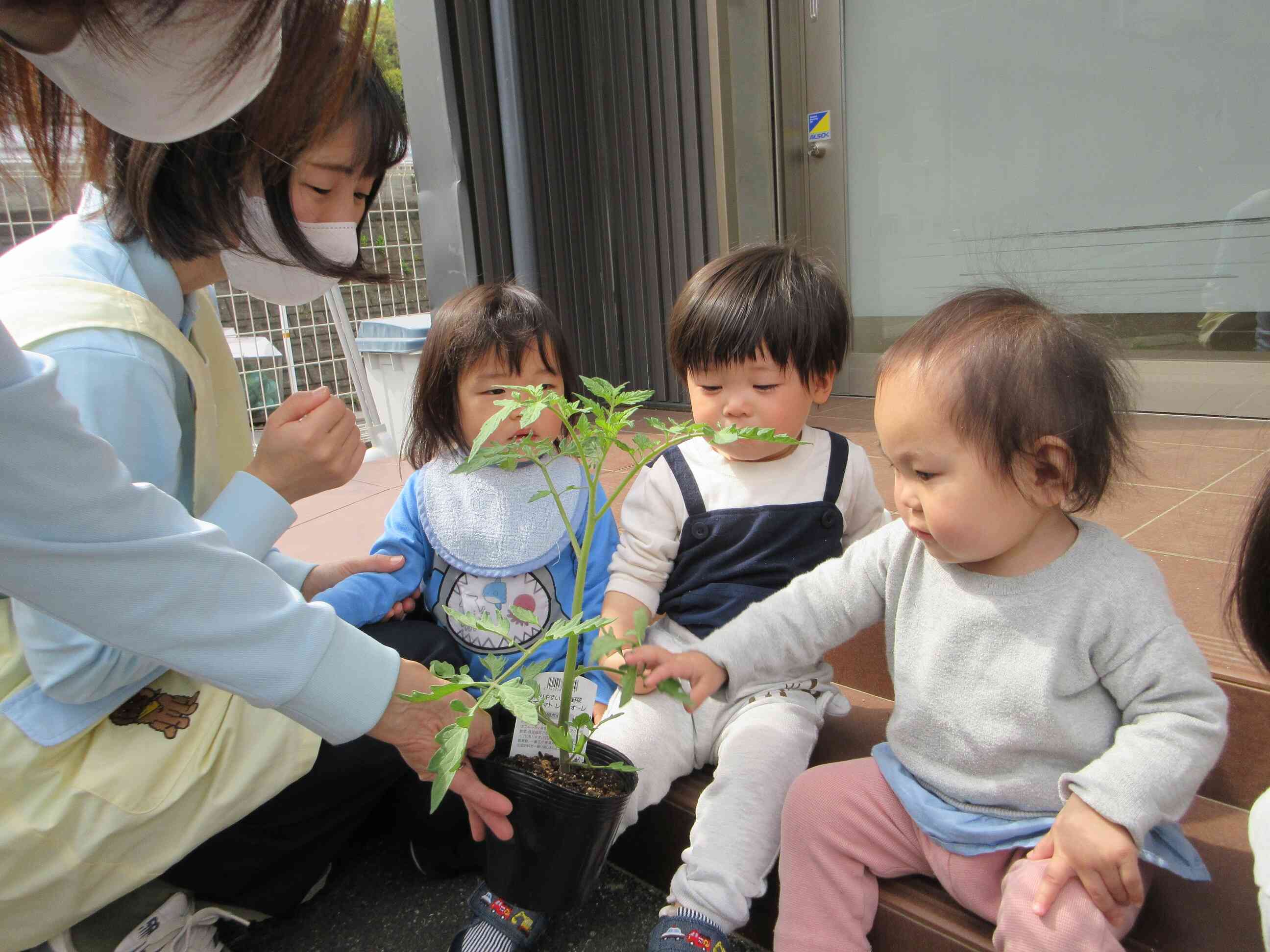 苗を植えてみよう