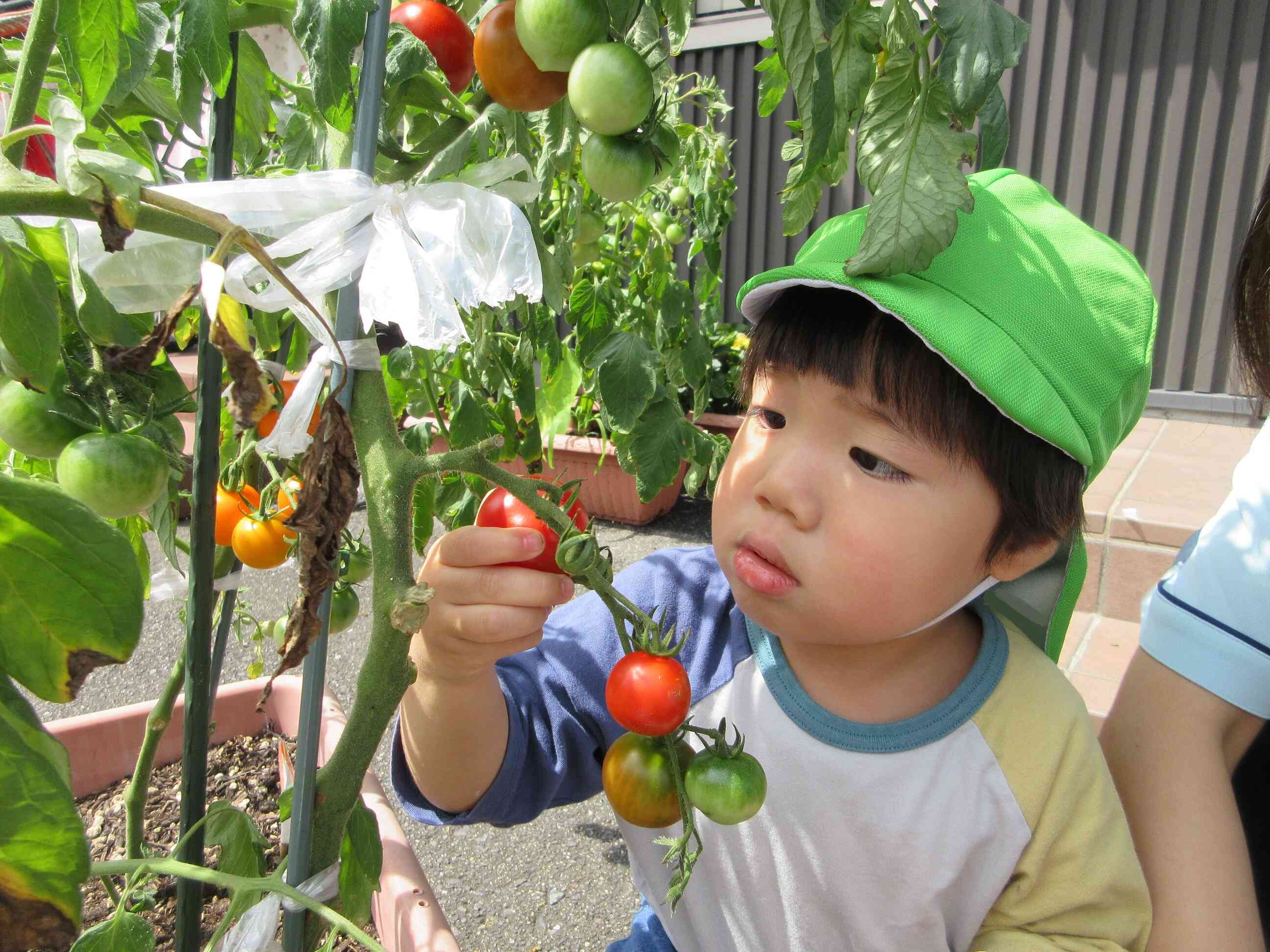 食育~野菜の収穫をしたよ~