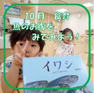 10月食育　魚のお腹を見てみよう