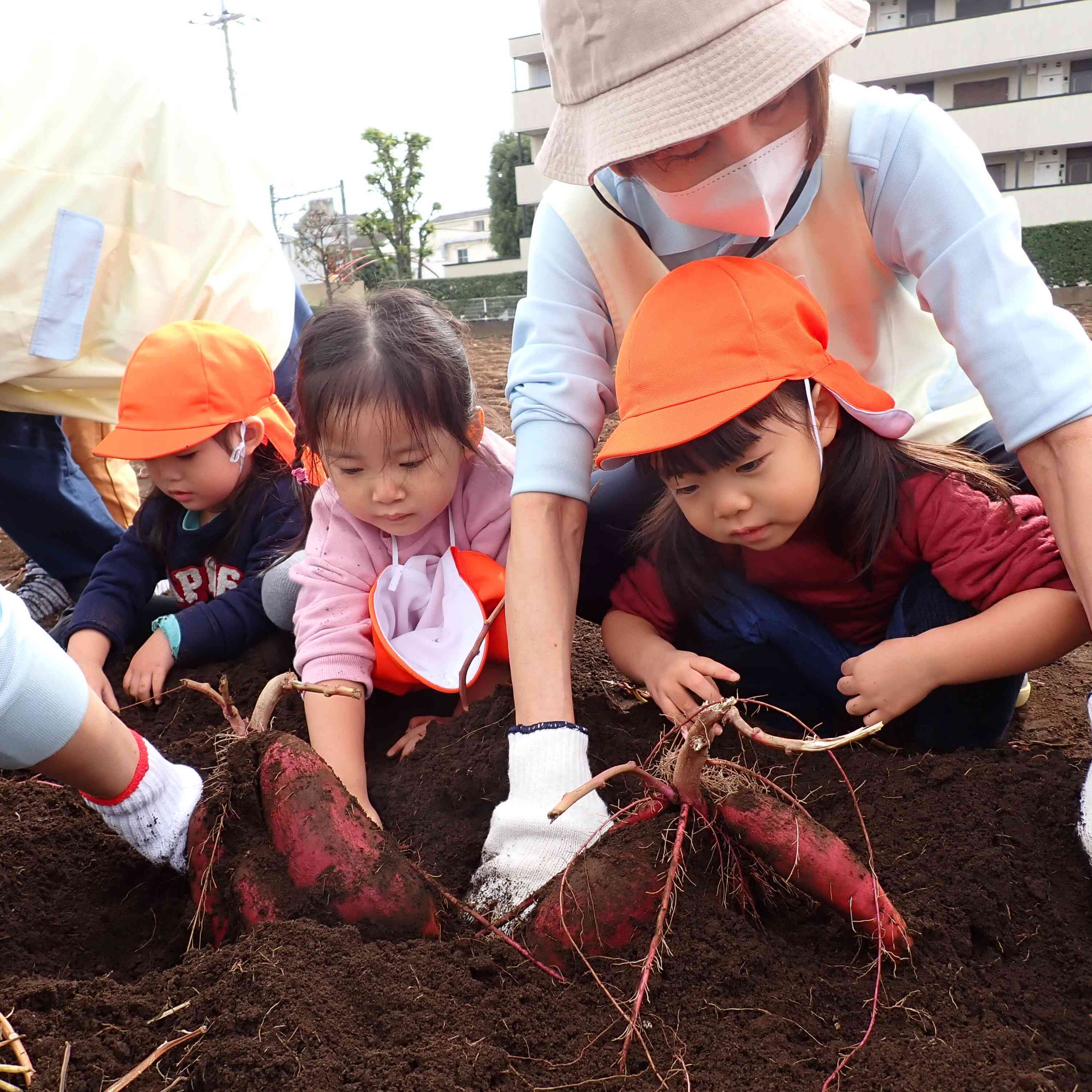 おいもほり！！