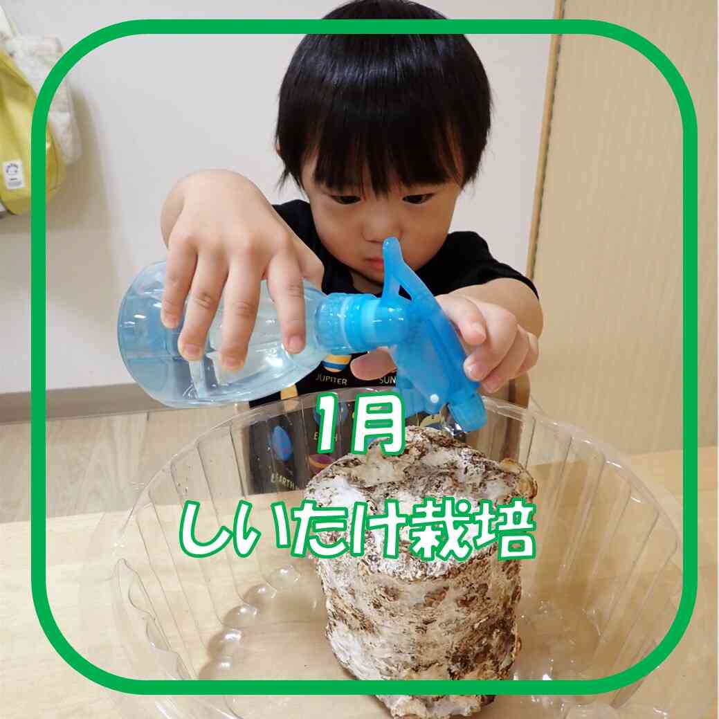 １月　しいたけ栽培①