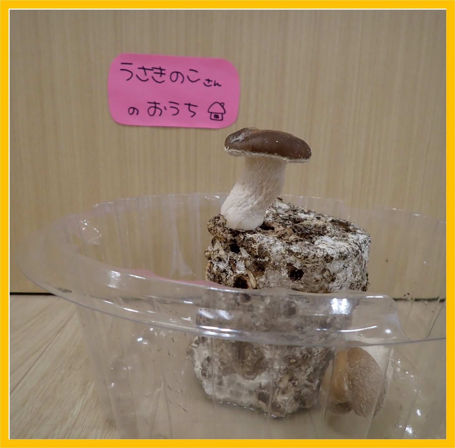 大きくなったよ！