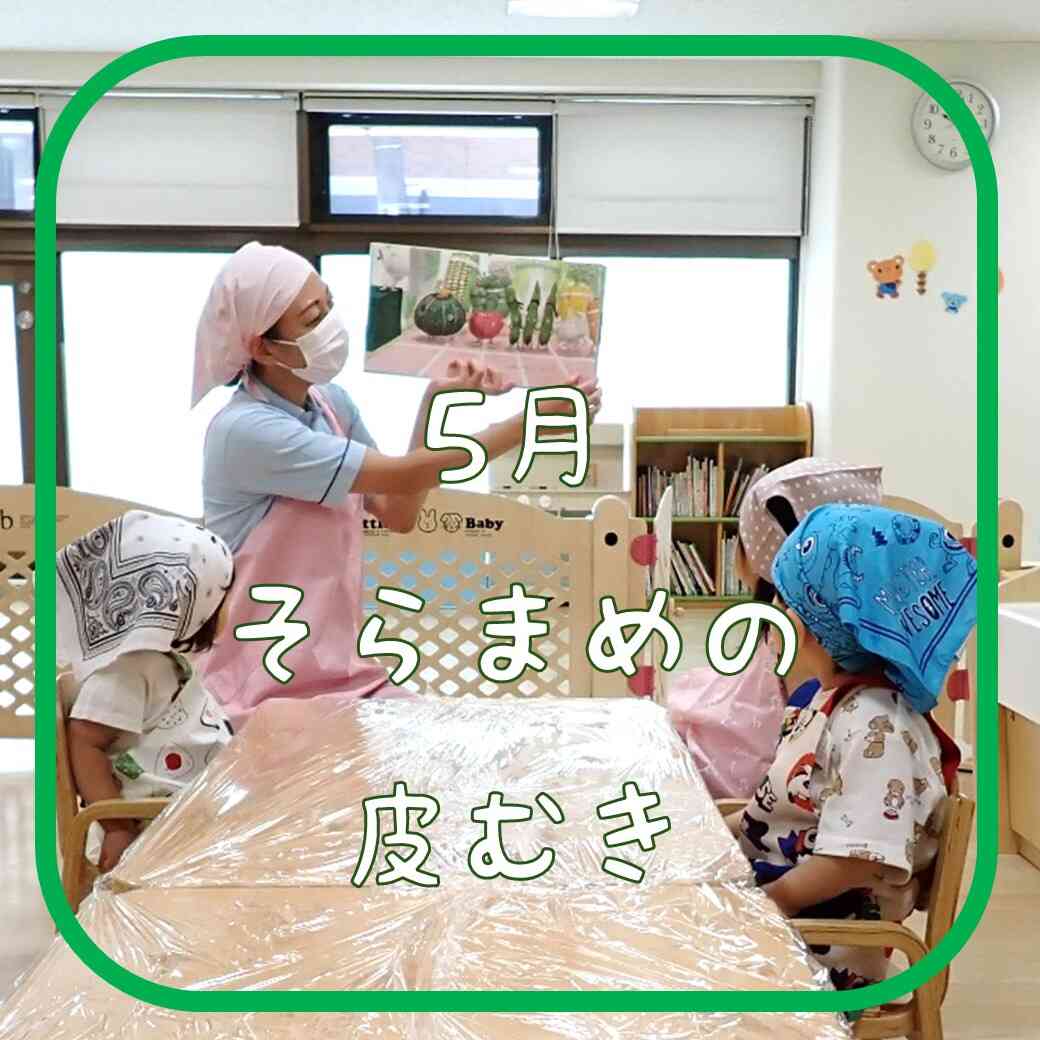 5月食育　そら豆の皮むき