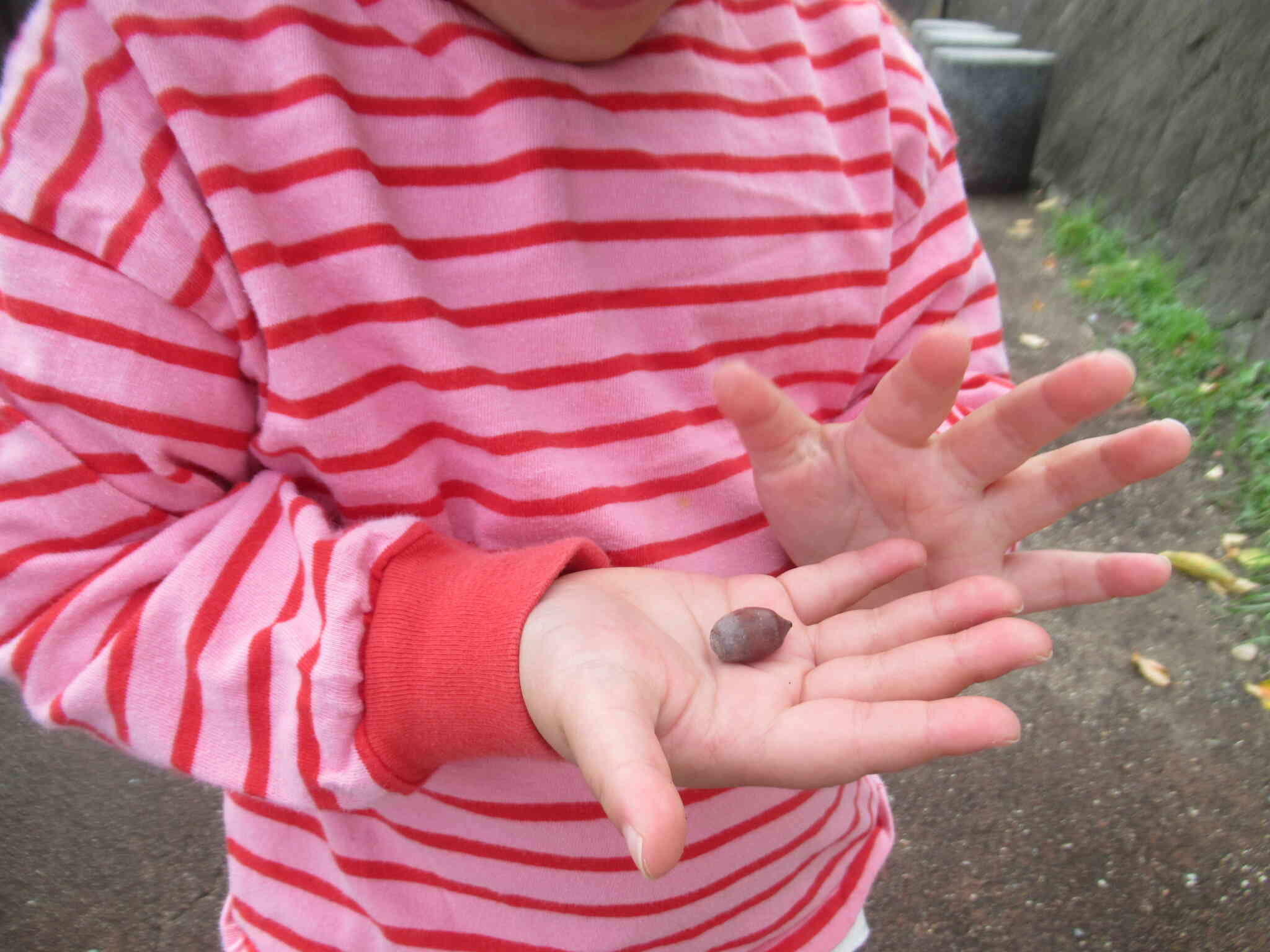 どんぐりころころどんぶりこ～♪