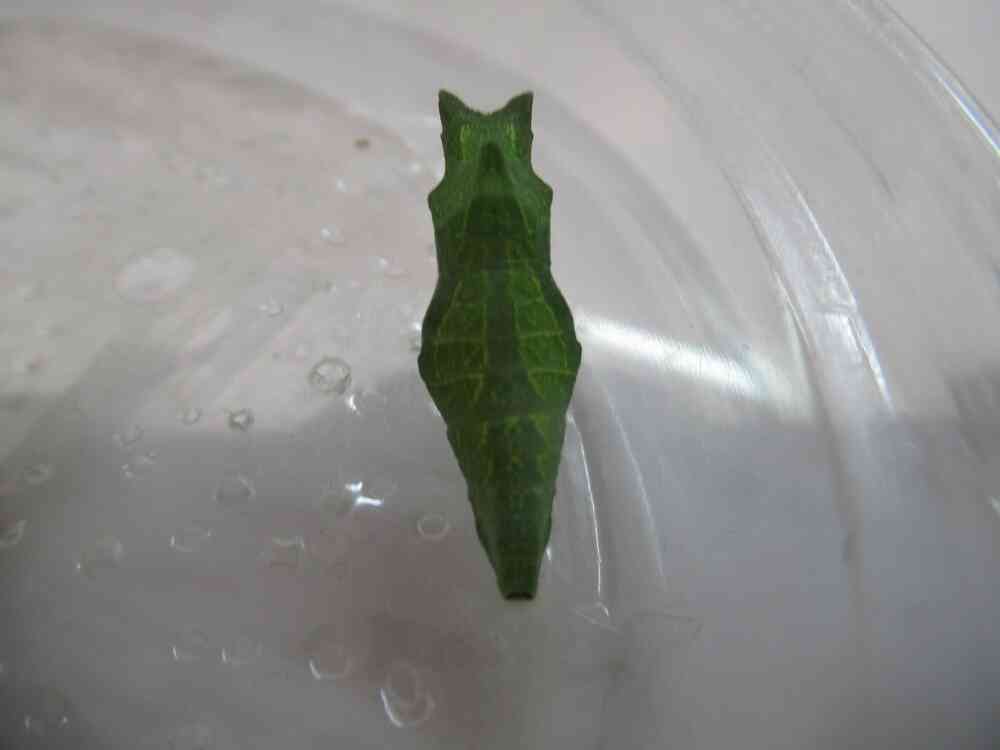 きれいなちょうちょうになるのかなぁ♬