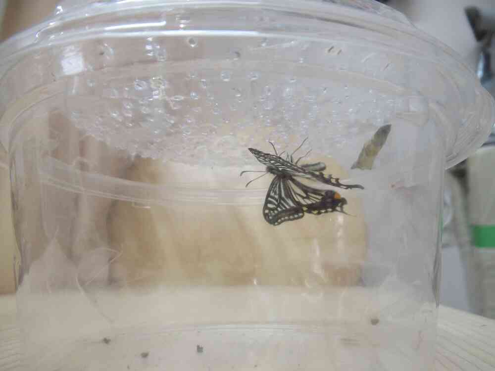 青虫はきれいなちょうちょうになりました～♪