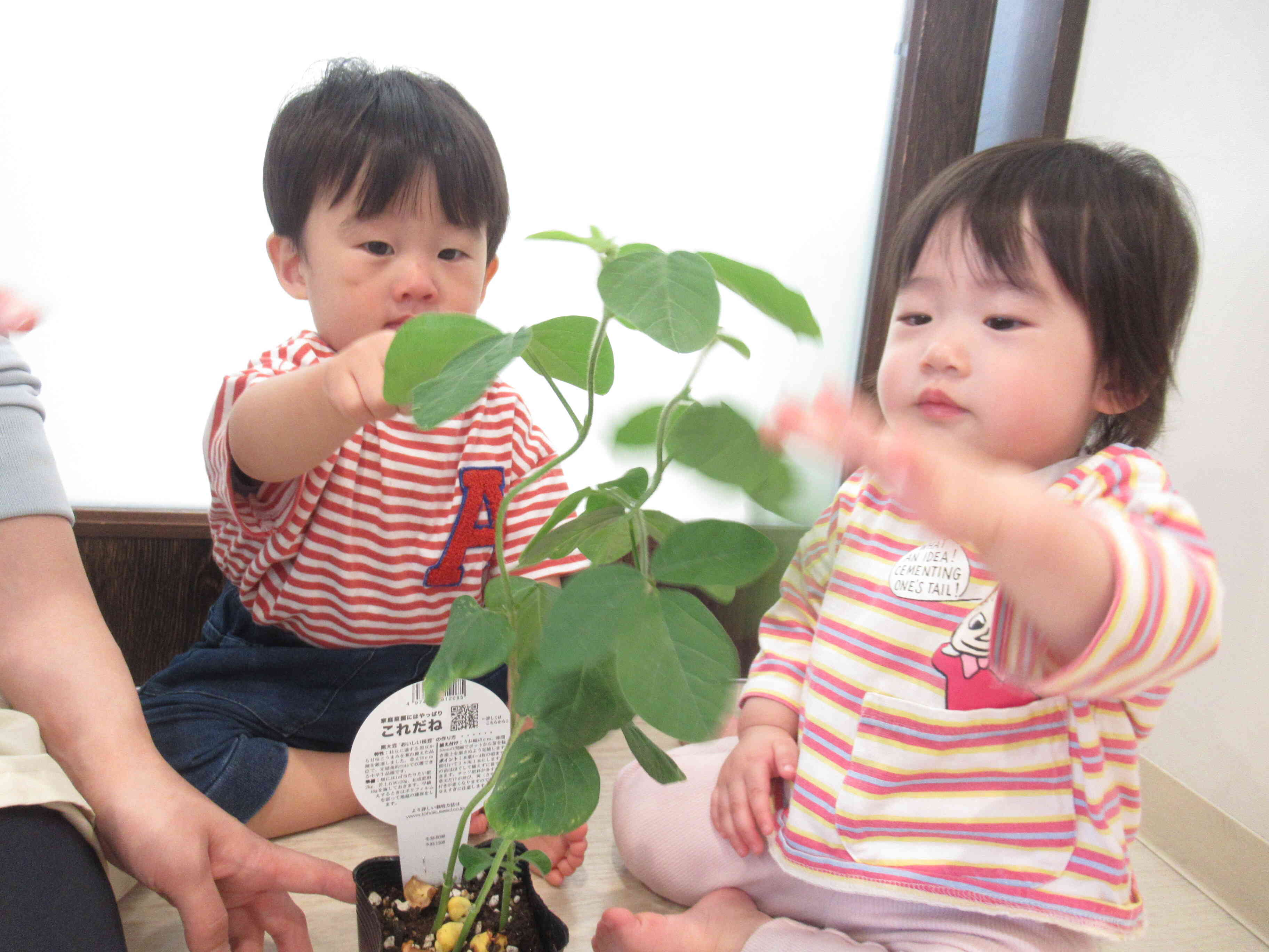 夏野菜の苗を植えたよ♡