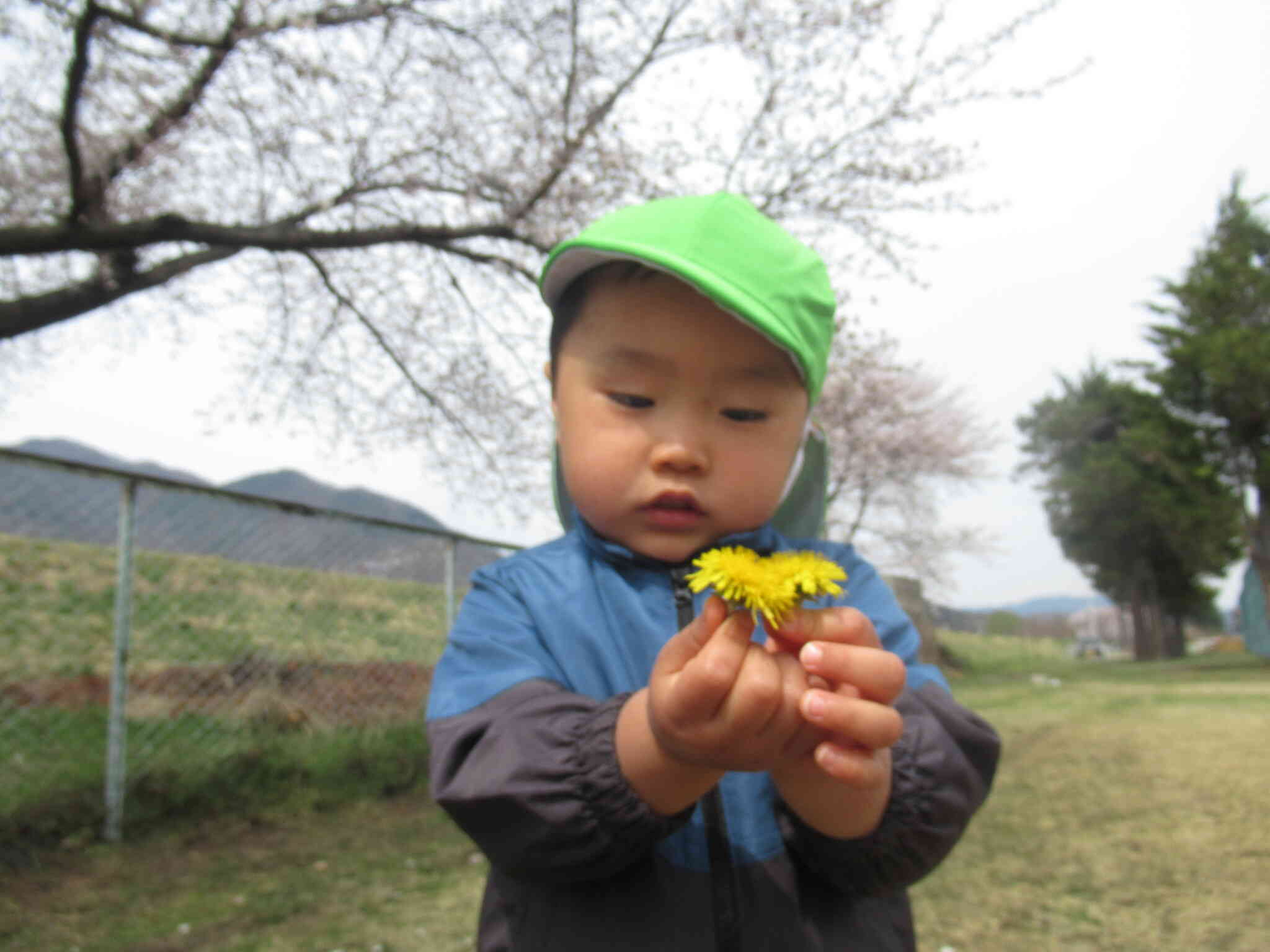 たんぽぽみつけたよ♪