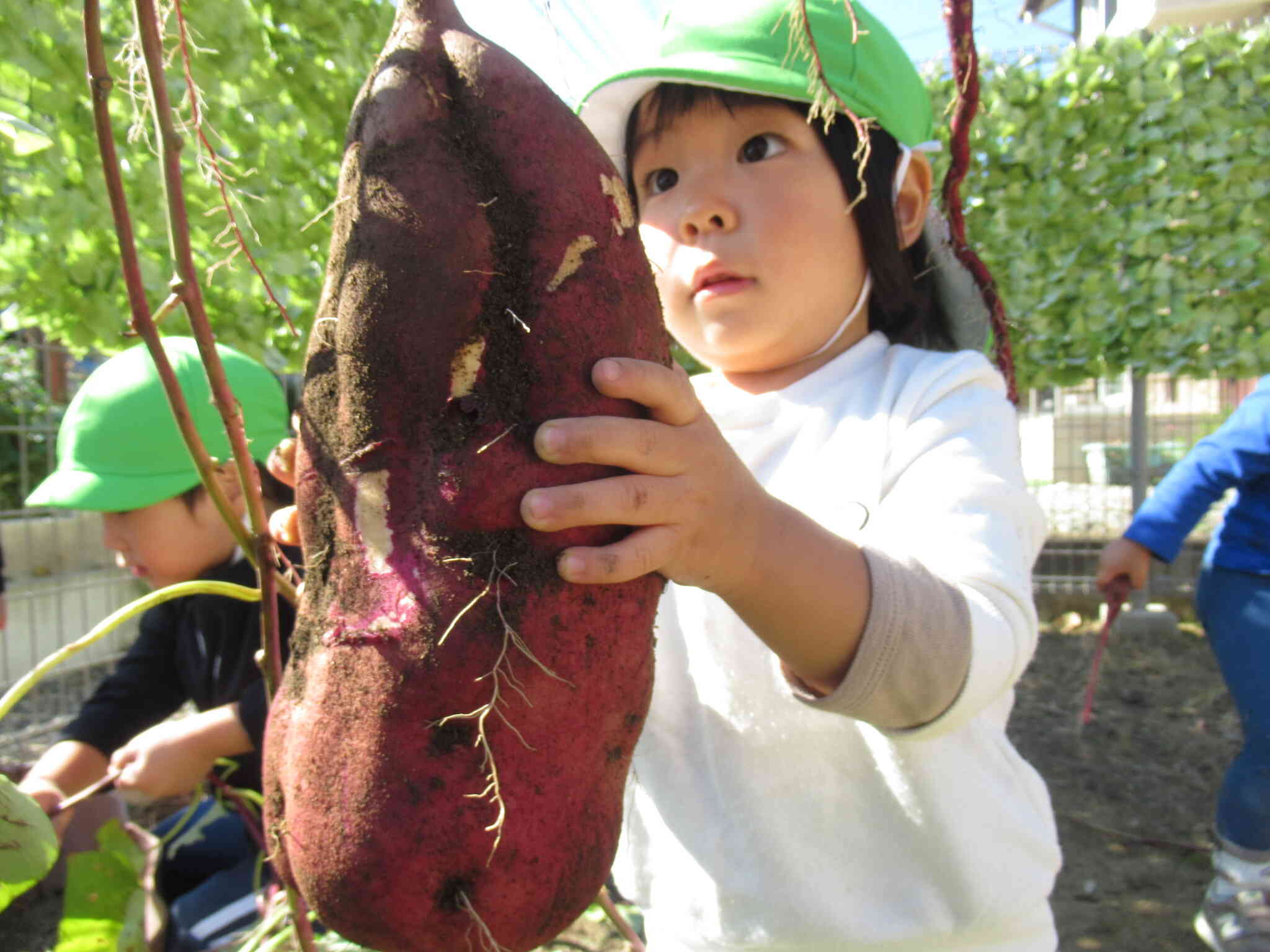 大きすぎるさつまいもにびっくり！