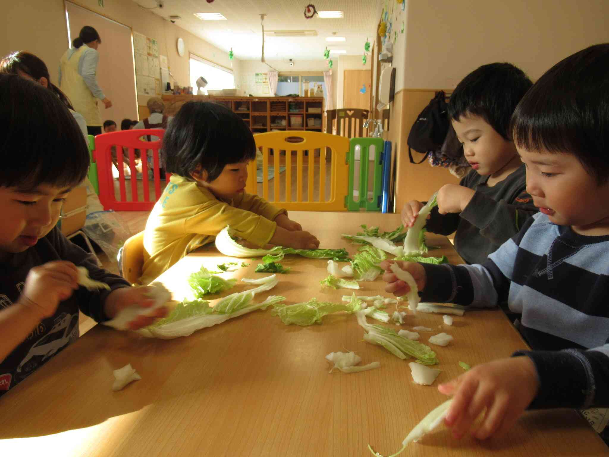 白菜って大きいな