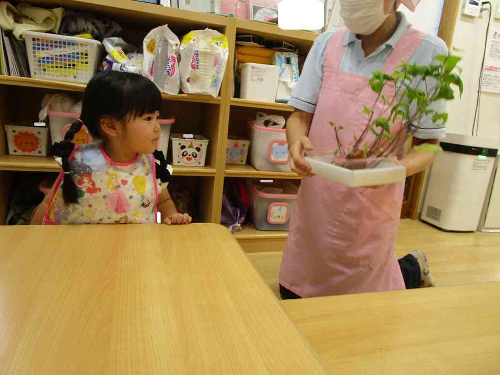 ９月の食育～さつまいも～