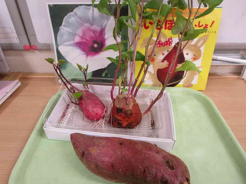 せんせいが持ってきてくれたサツマイモの葉