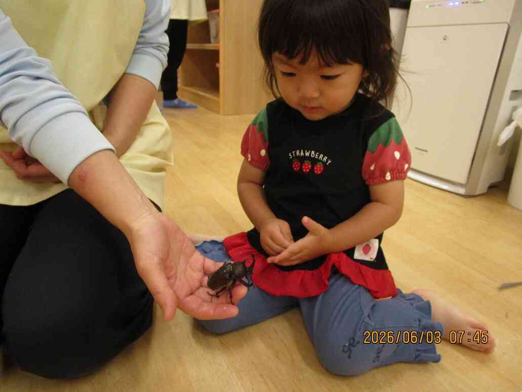 平塚ラスカでカブトムシが生まれました！！