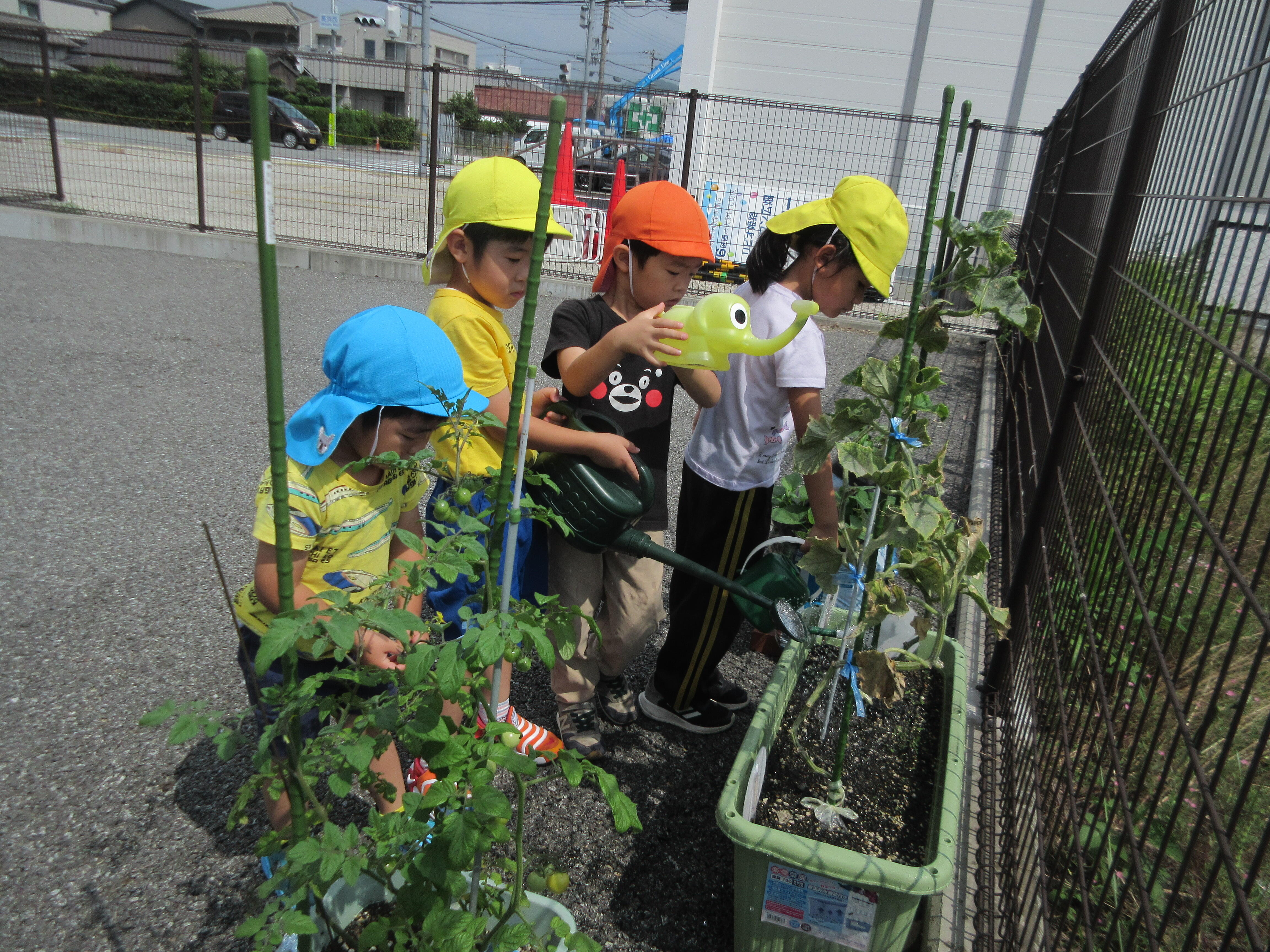 野菜や植物を育てる活動も行っています。