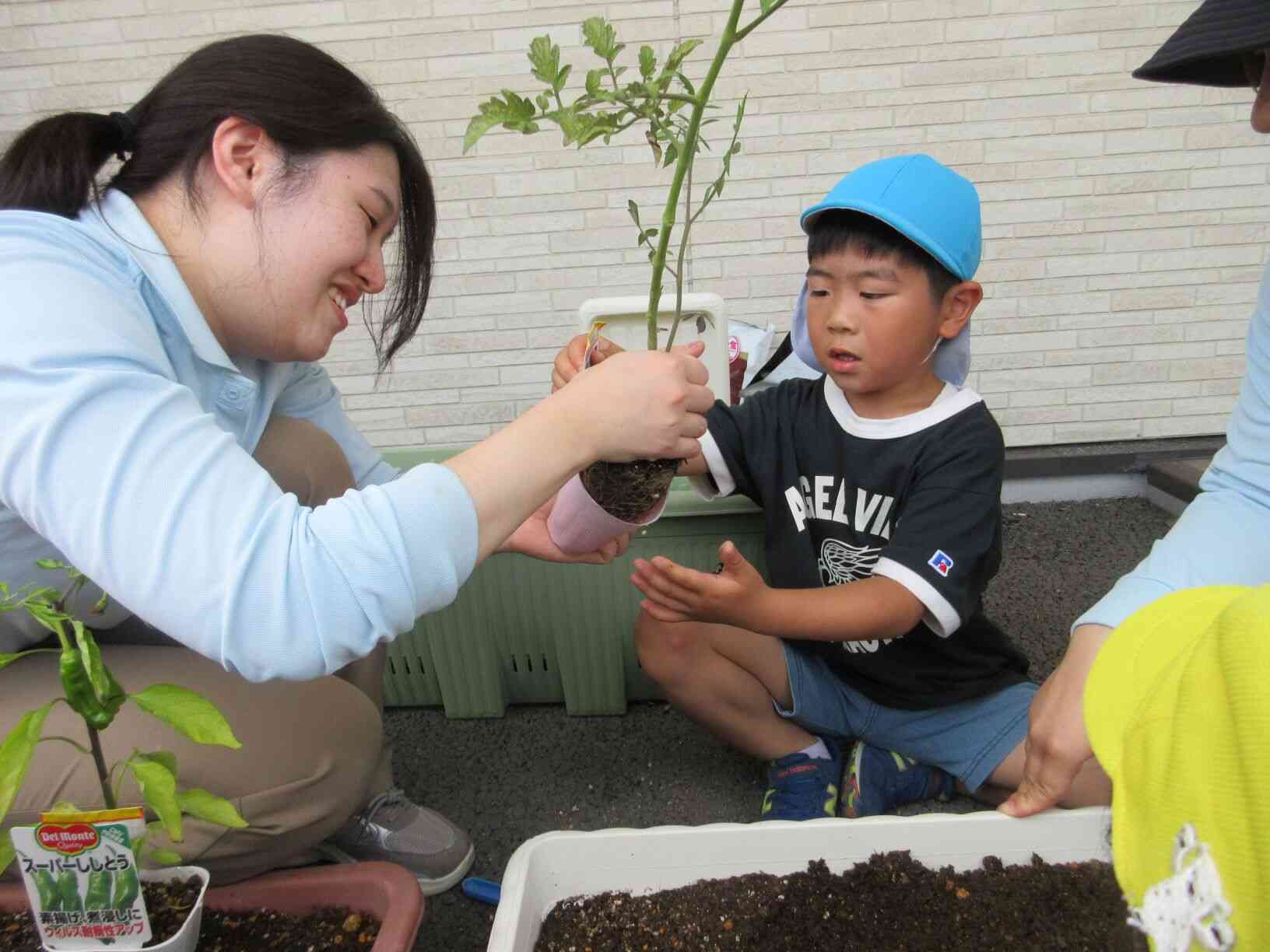 野菜の苗植え☆　第二段