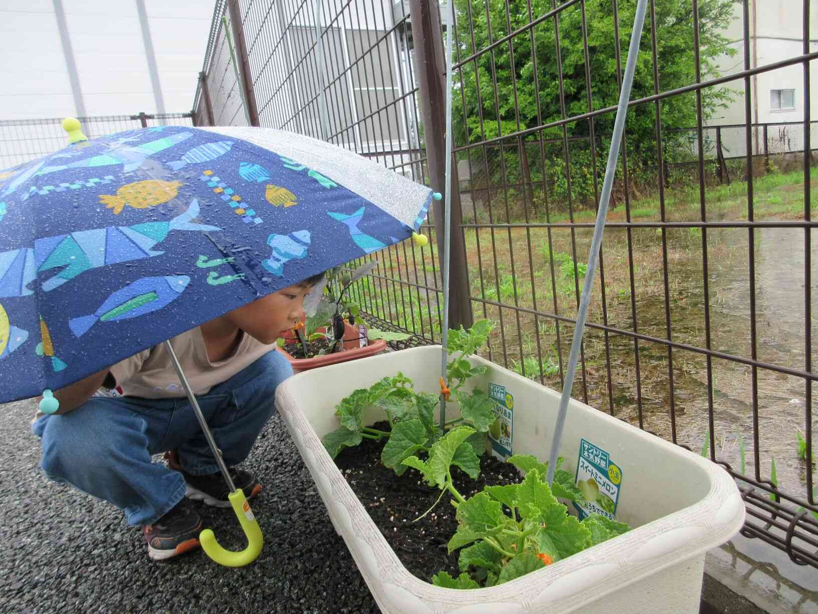 雨の日も野菜が気になって・・・♡傘をさして毎日観察を欠かさず頑張っていたきりん組♪