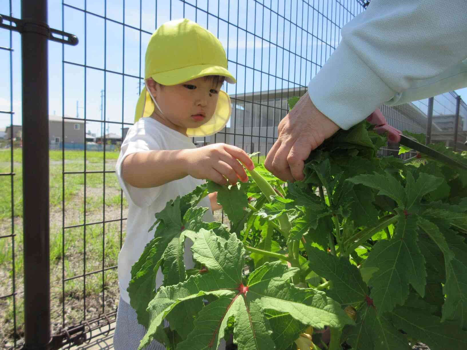 この野菜を収穫してみよう！