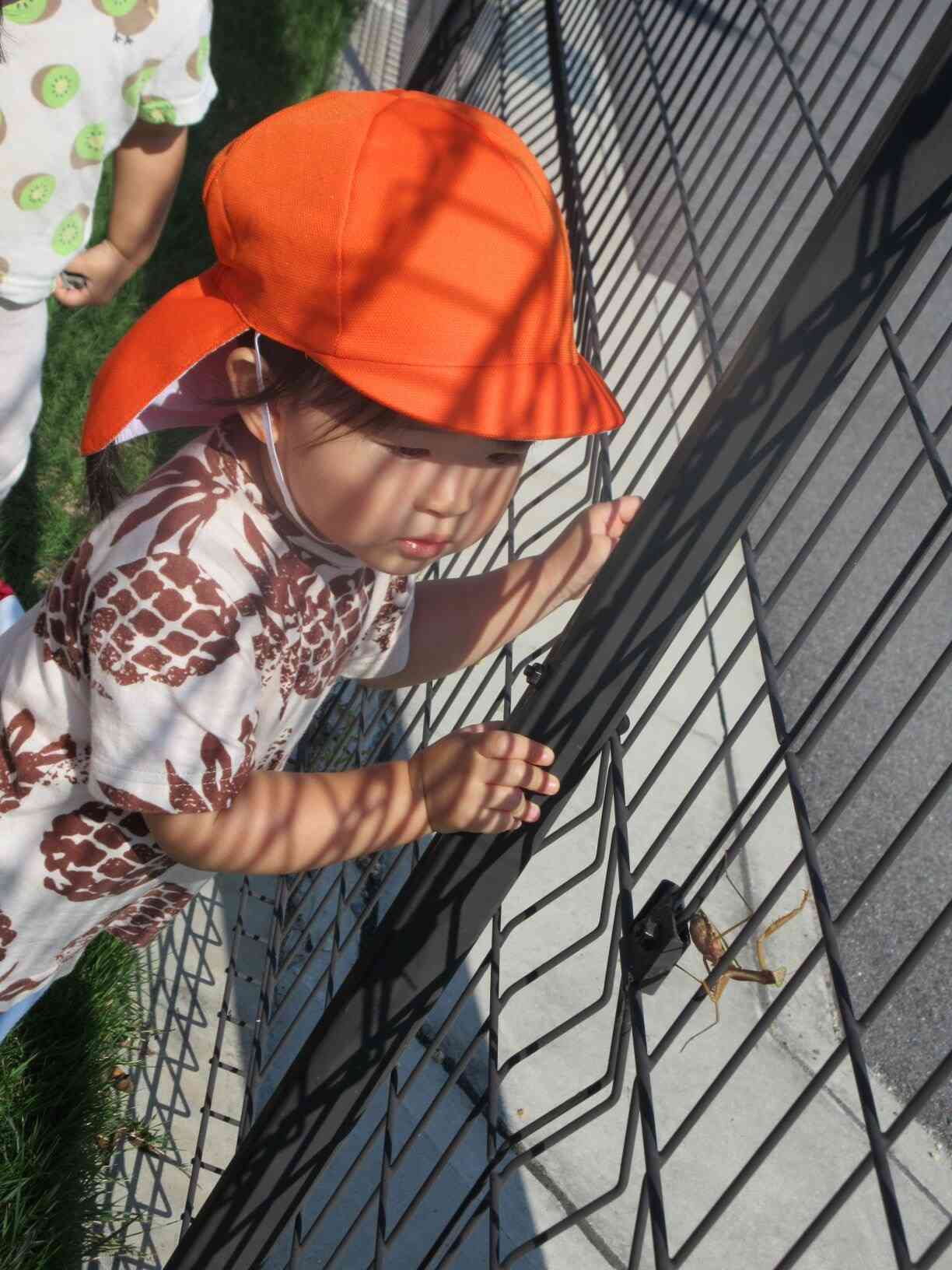 カマキリさん、こんにちは！