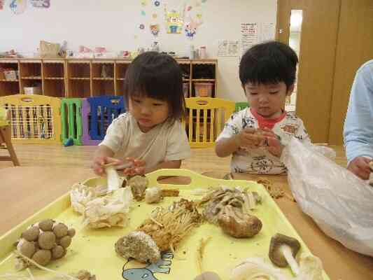 お料理する前のきのこってこんな感触なんだね!!