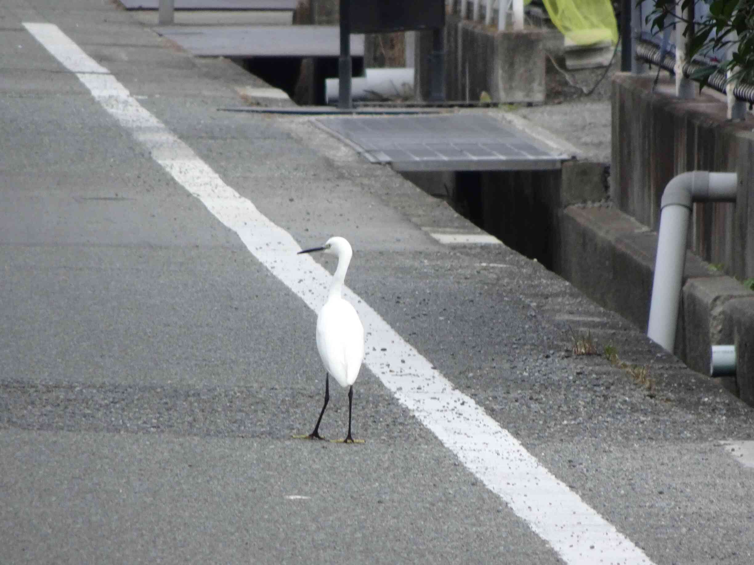 お散歩道にシラサギを発見！！大きかったね！！