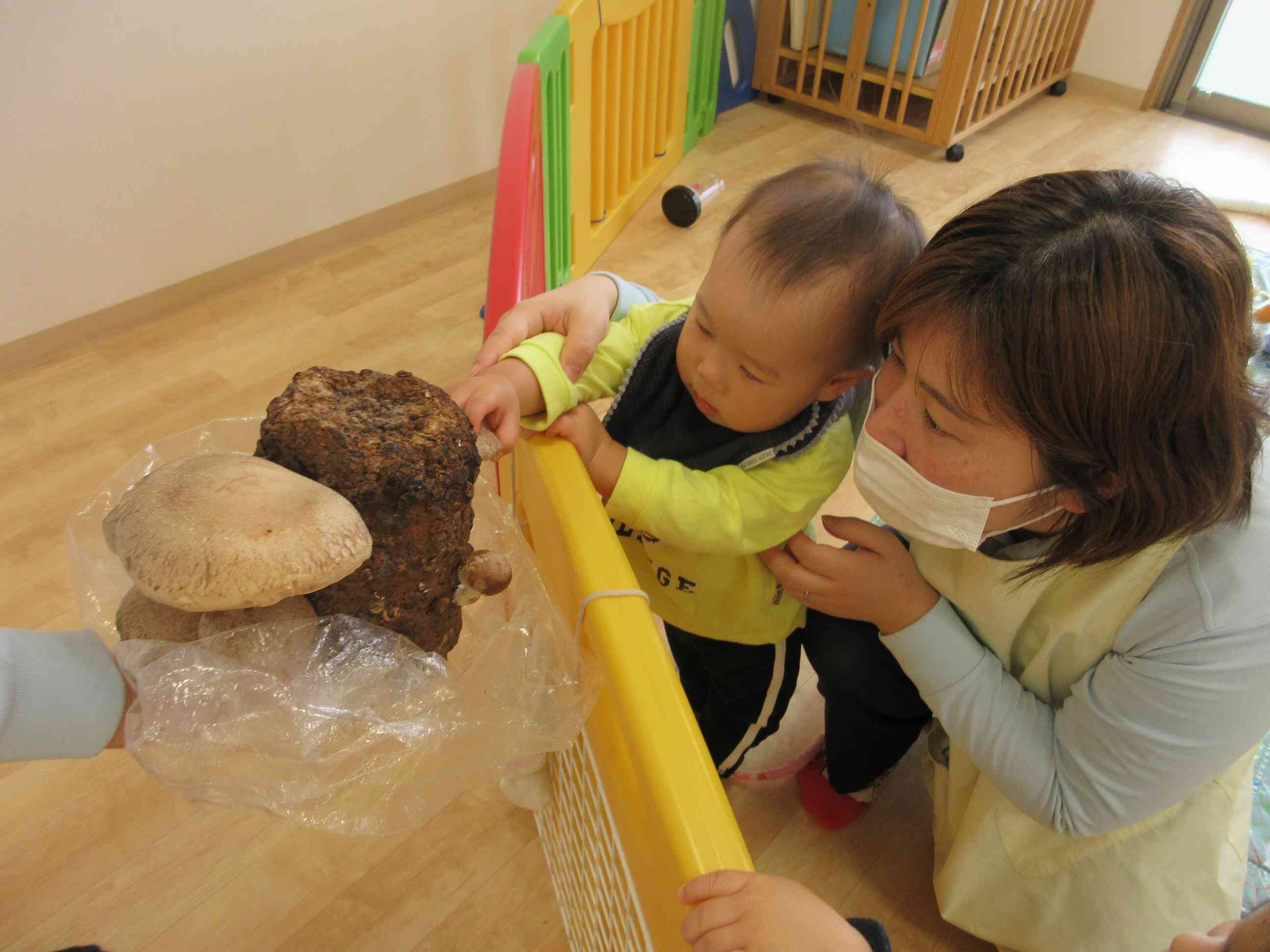 僕も収穫できたよ！！！大きなシイタケだね★