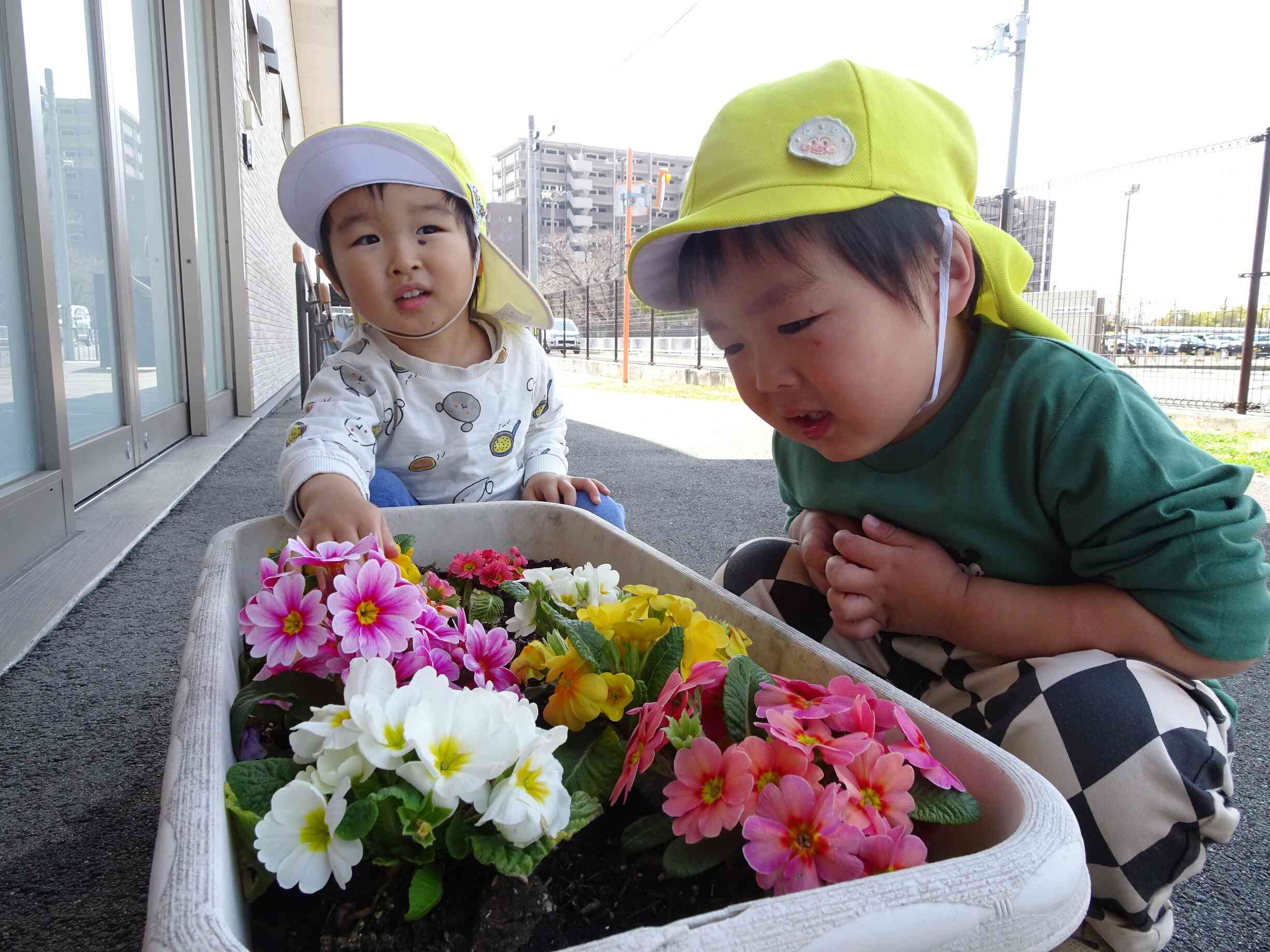 保育園のプランターにも可愛くきれいなお花がいっぱいです。