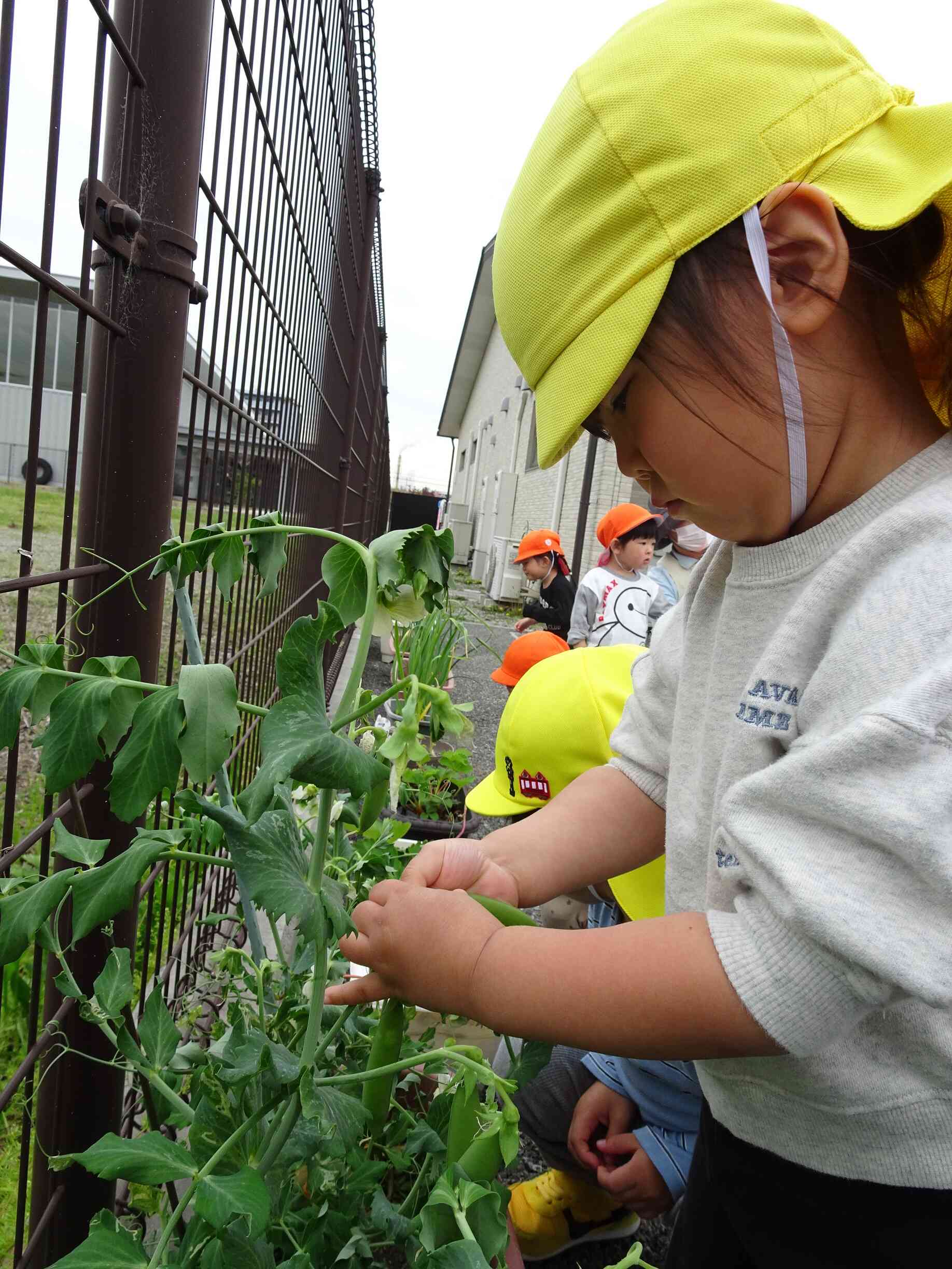 プチッと自分で♡たくさん収穫中！！