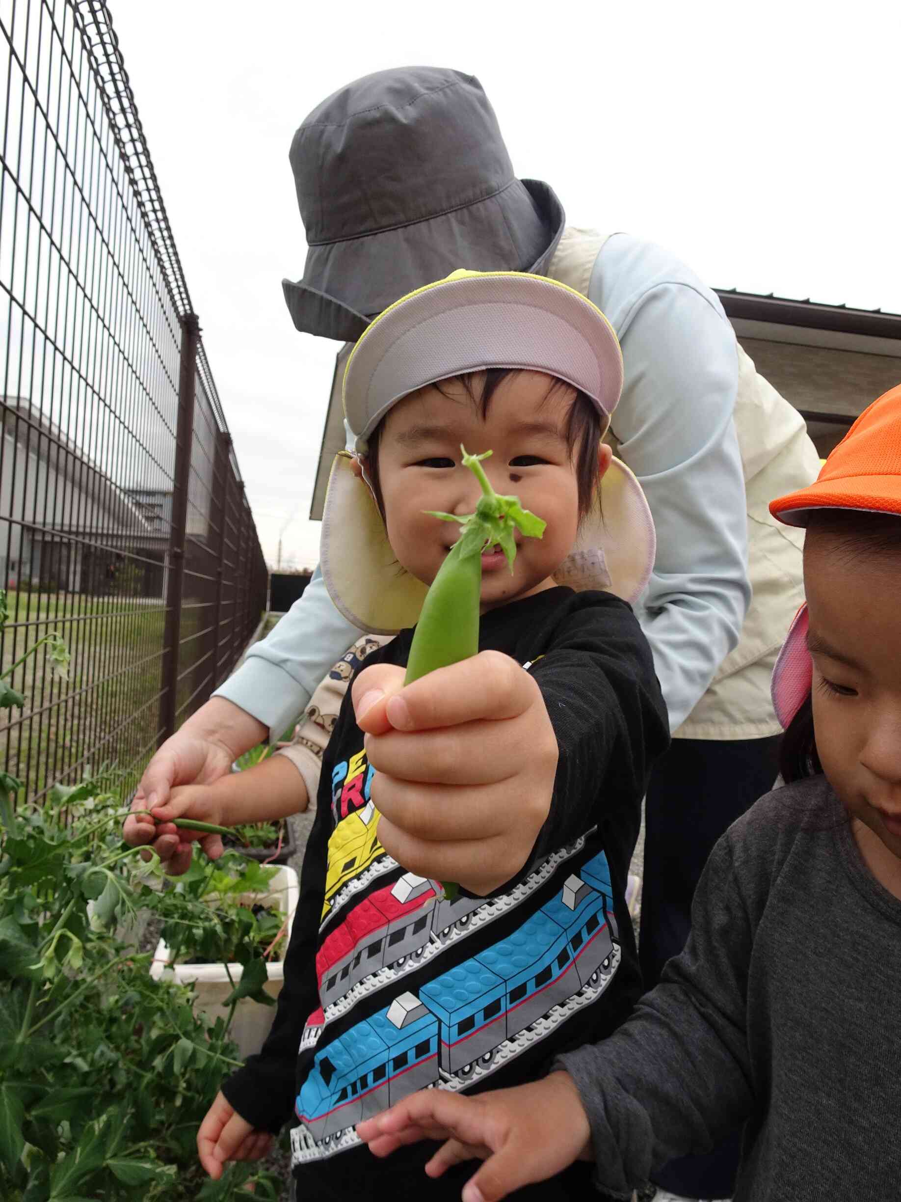 はじめての収穫