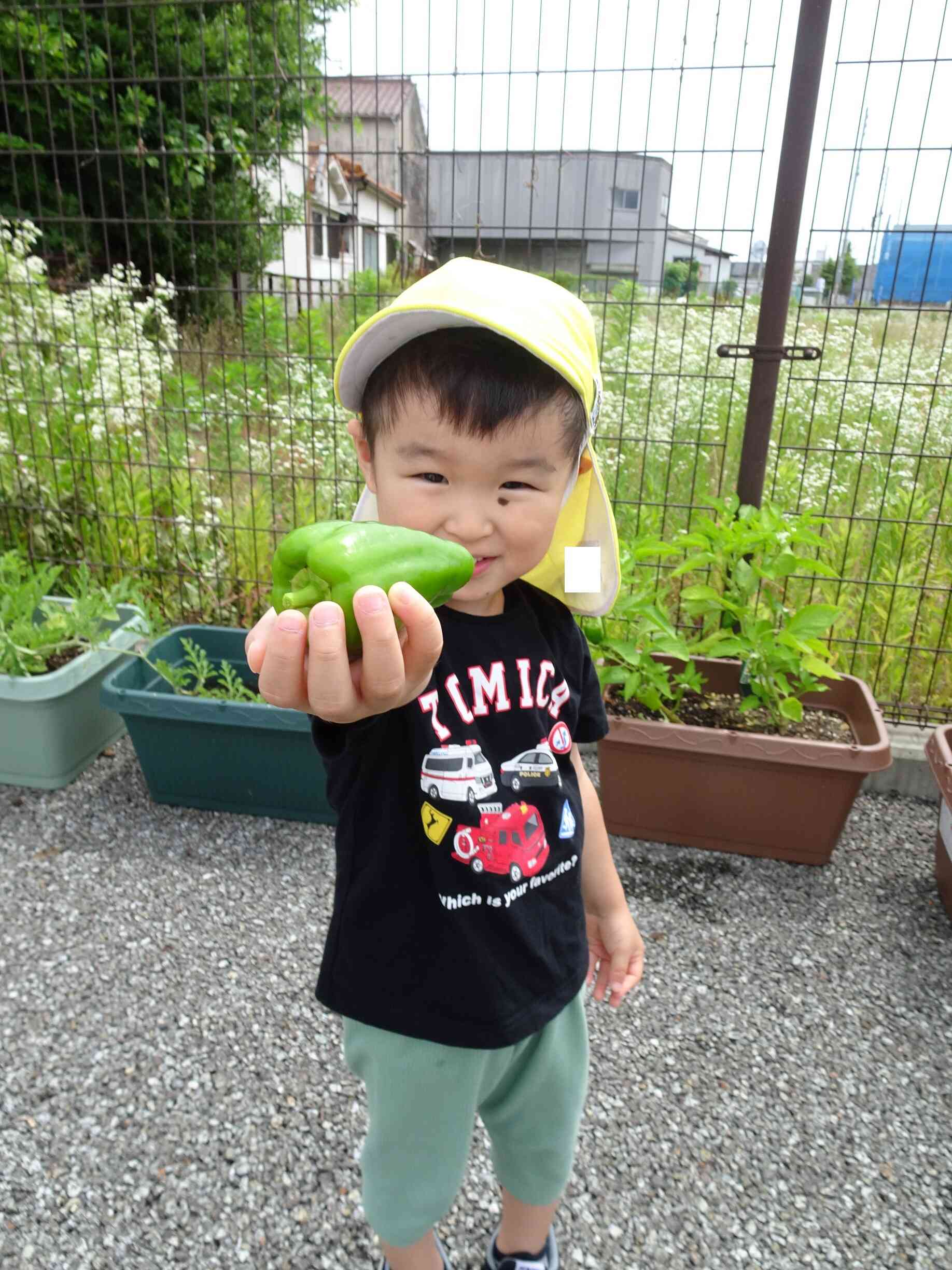 立派で綺麗なみどりのピーマンだねっ★