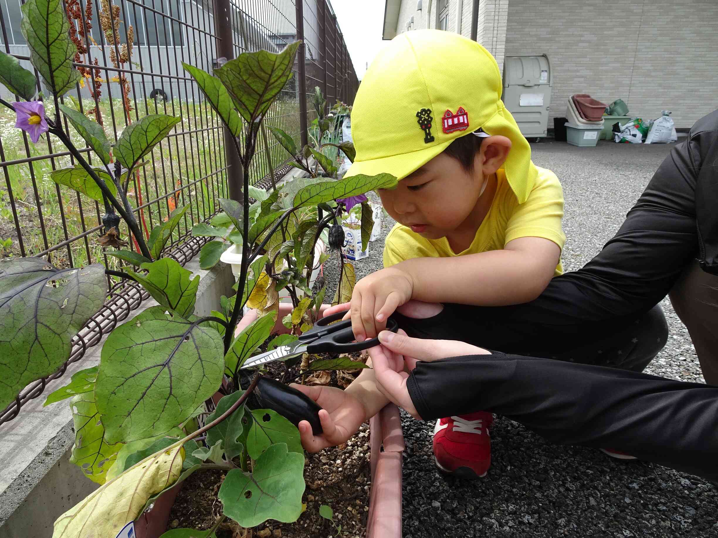 夏野菜が収穫できたよ