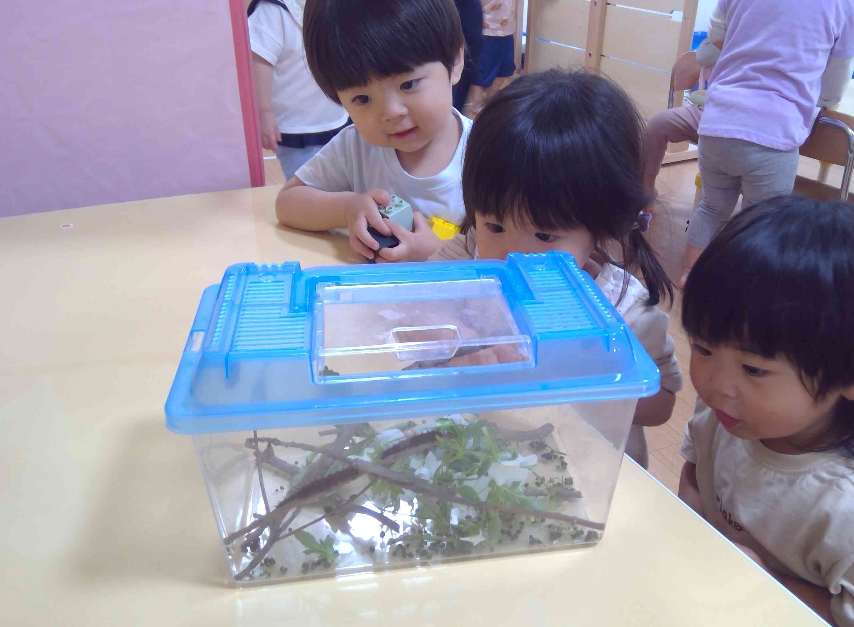 子ども達が観察!