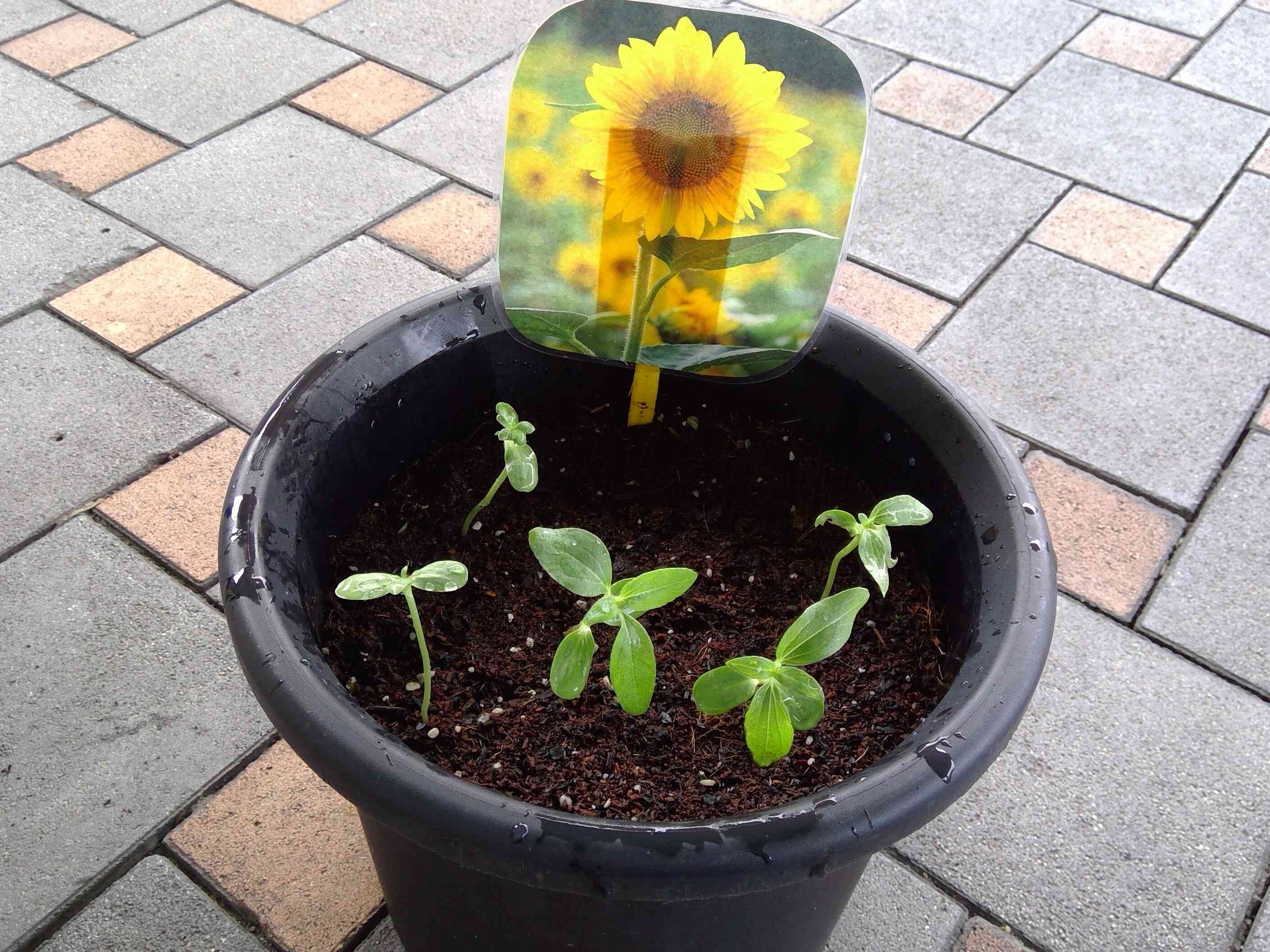 小さかった芽が…♪
