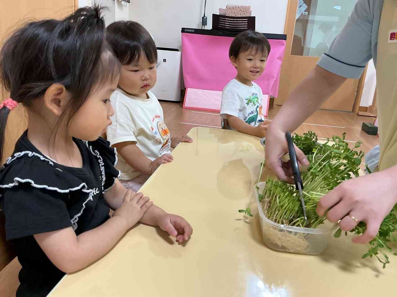 豆苗栽培