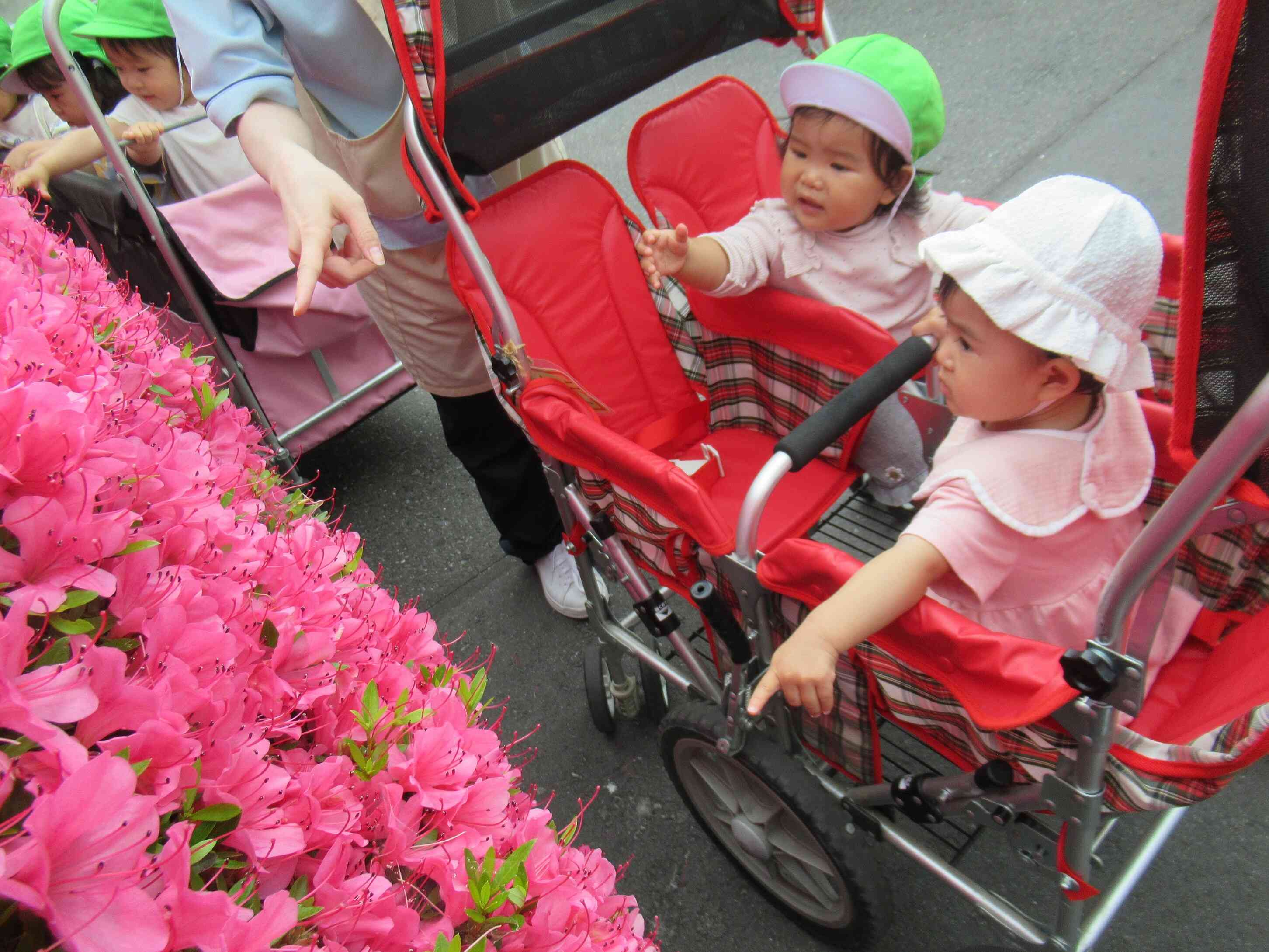 ピンクのお花もみたよ