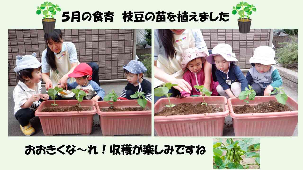 ５月　食育～枝豆の苗を植えました～