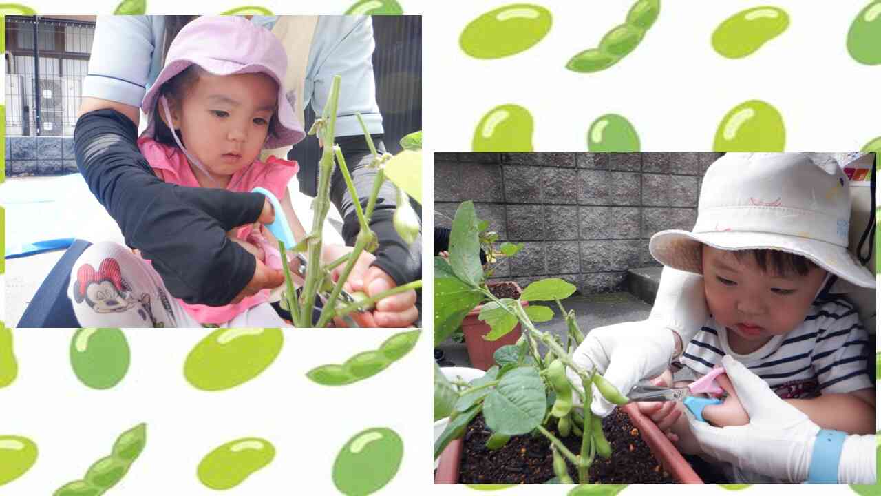 お豆、大きくなったね