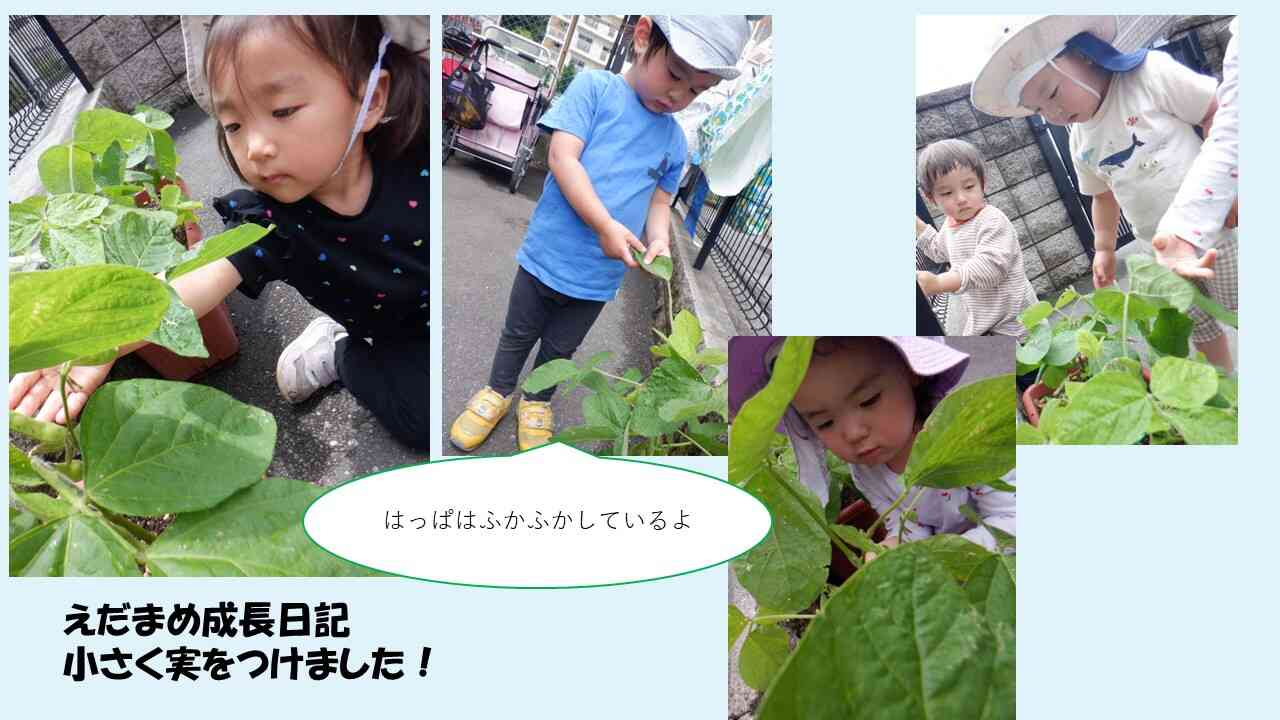 食育　枝豆＆フルーチェ作り