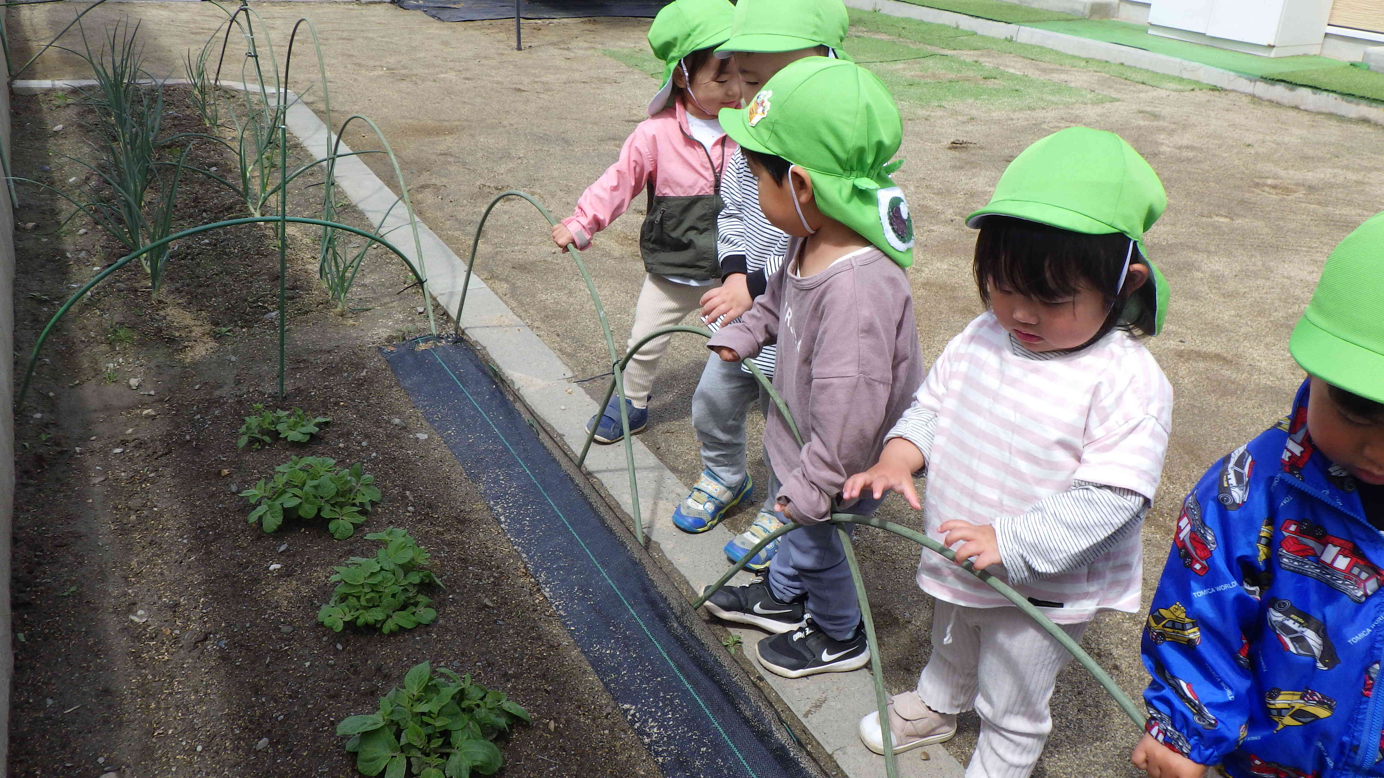 芽が出て、葉が出てきました。大きくなっていくのが楽しみです。