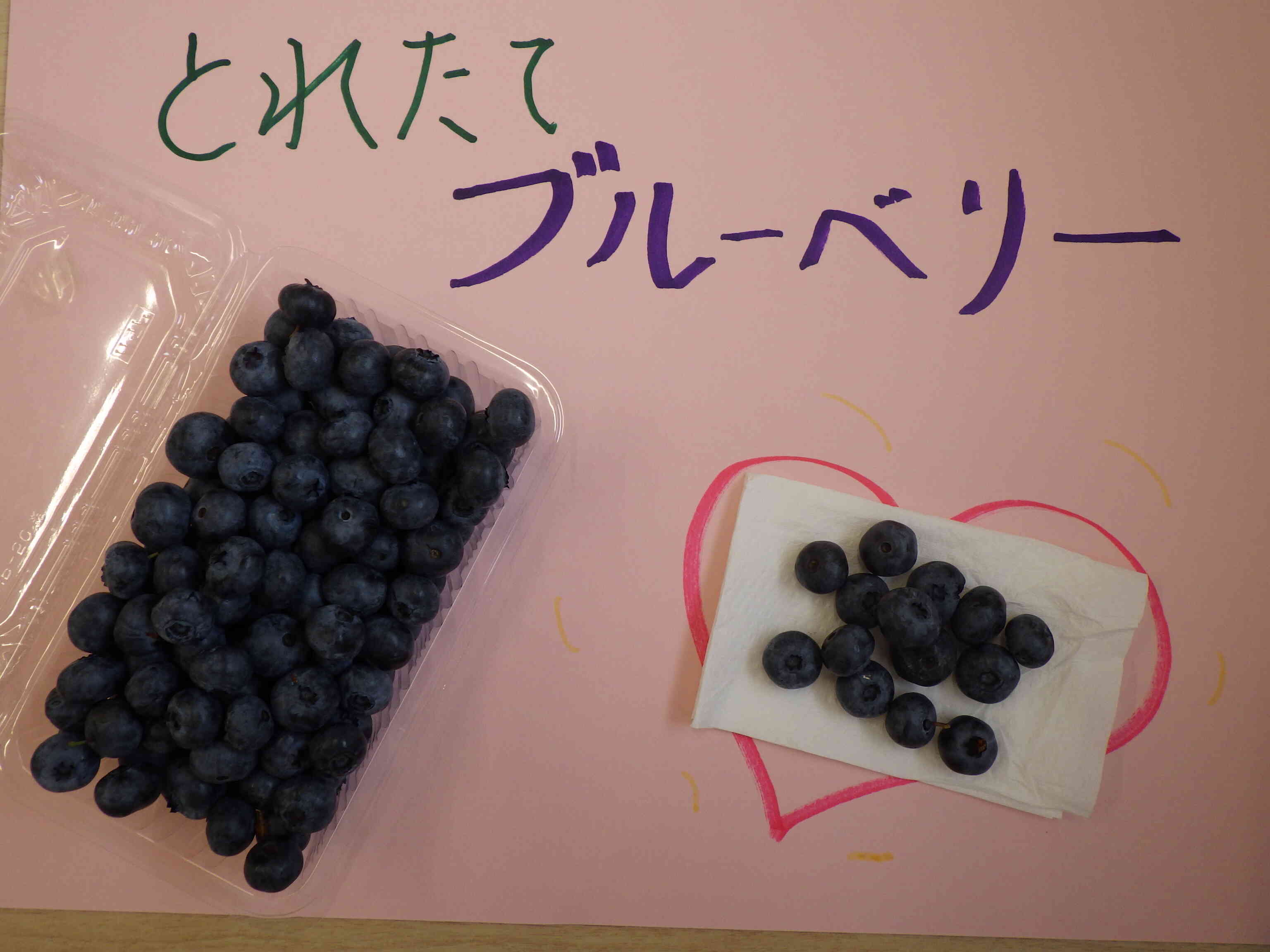 朝、とれたてのブルーベリーです