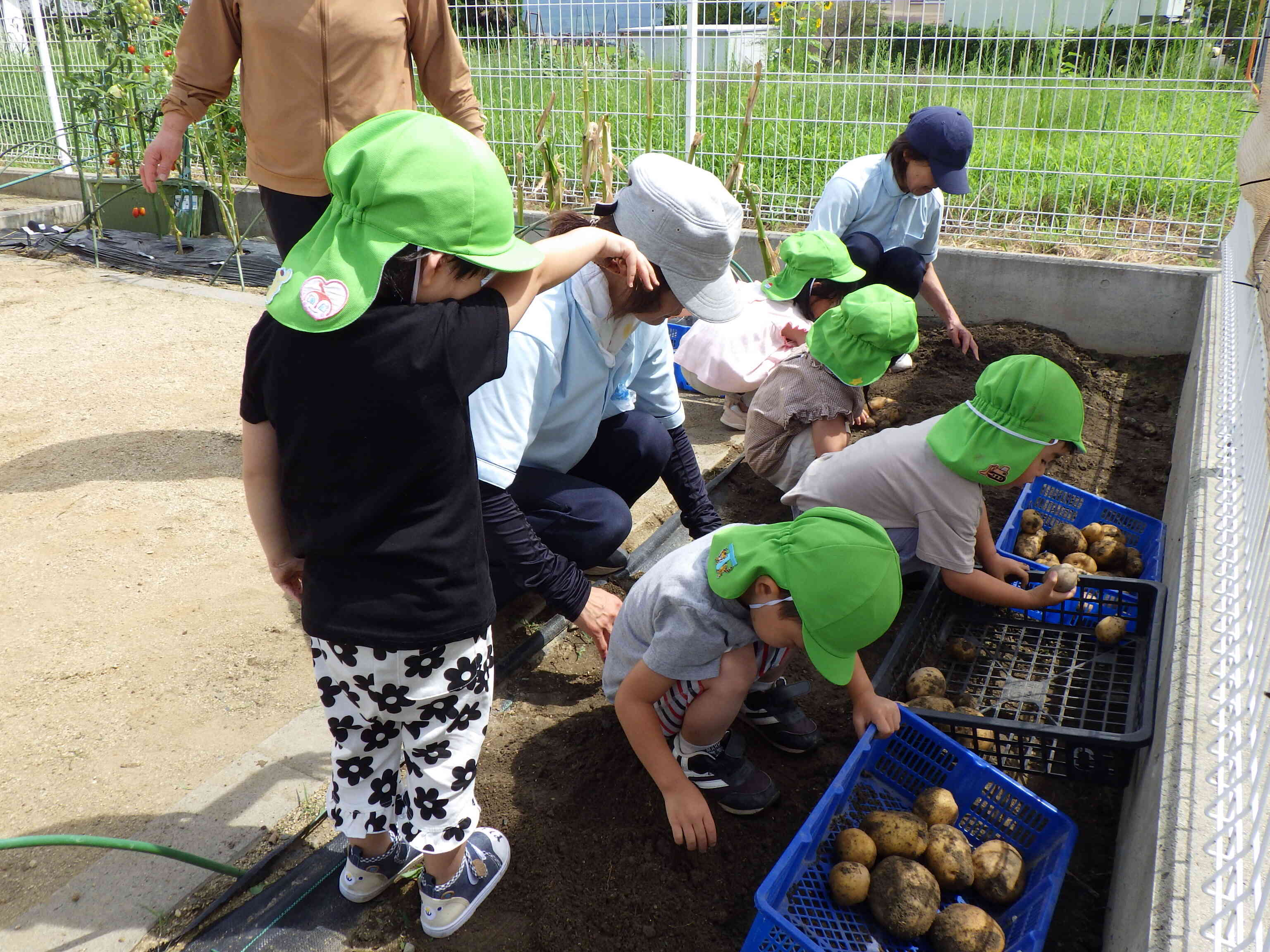 土の中から出てきたよ　＜じゃがいもの収穫＞