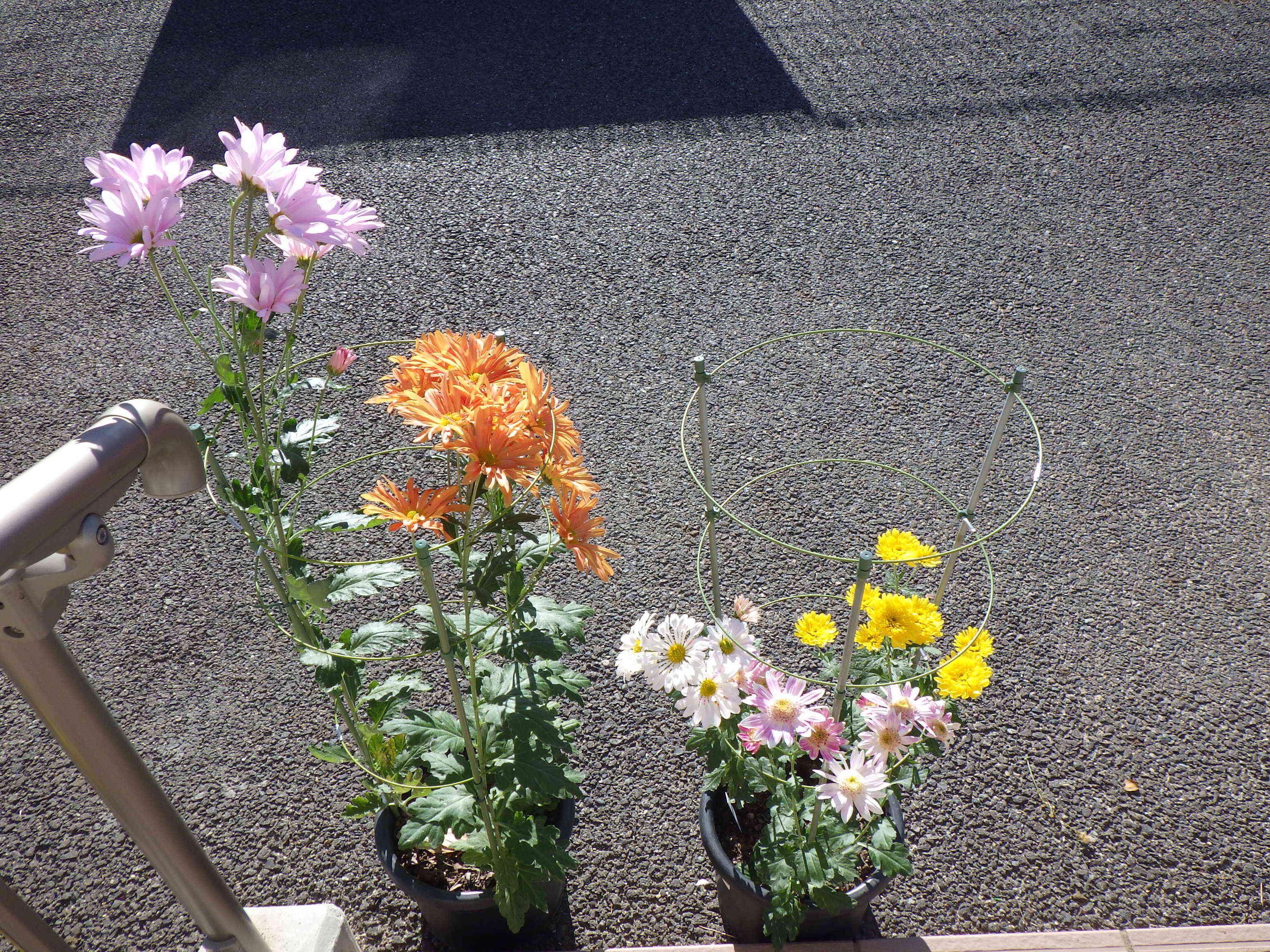 玄関が華やかに！　(菊の花が届きました)