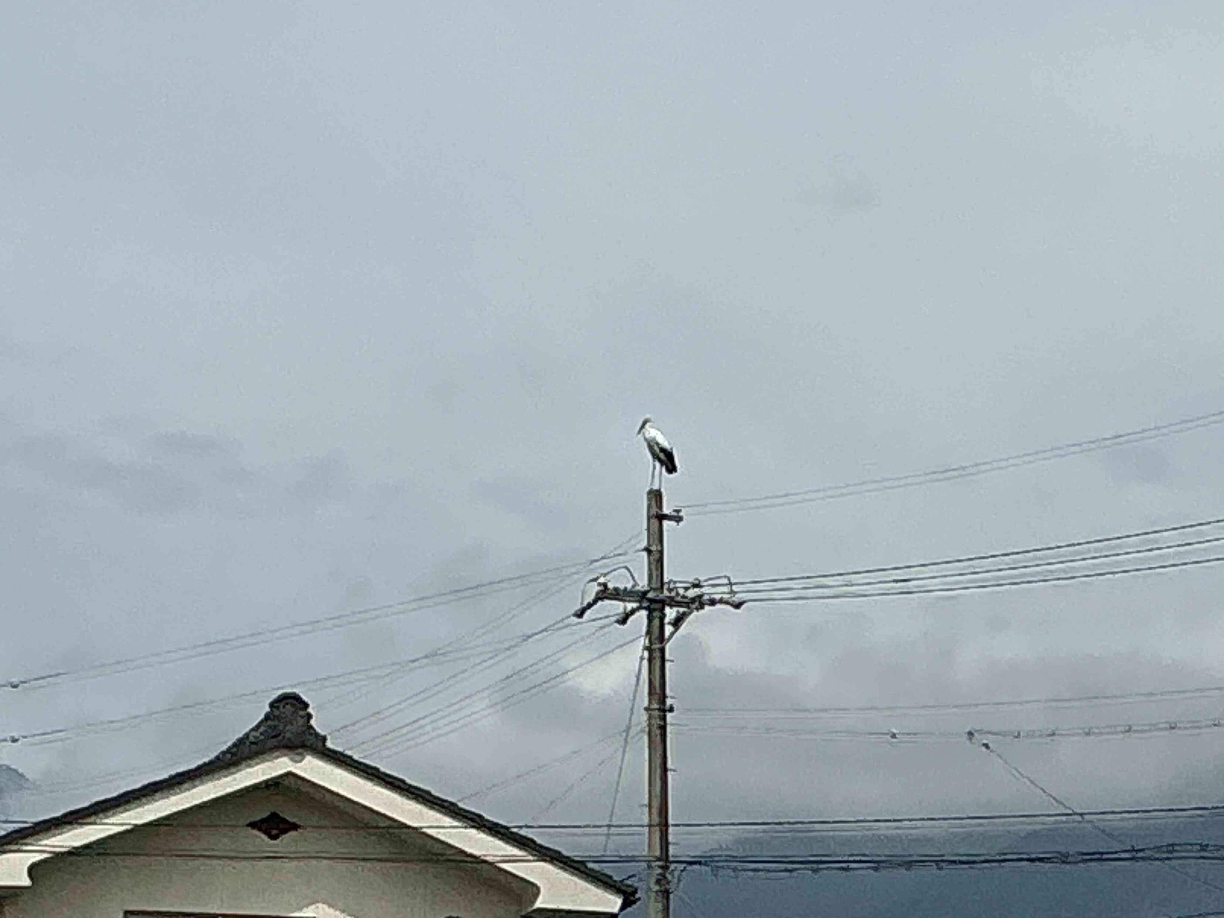 すてきなお客さま(コウノトリさんこんにちは)