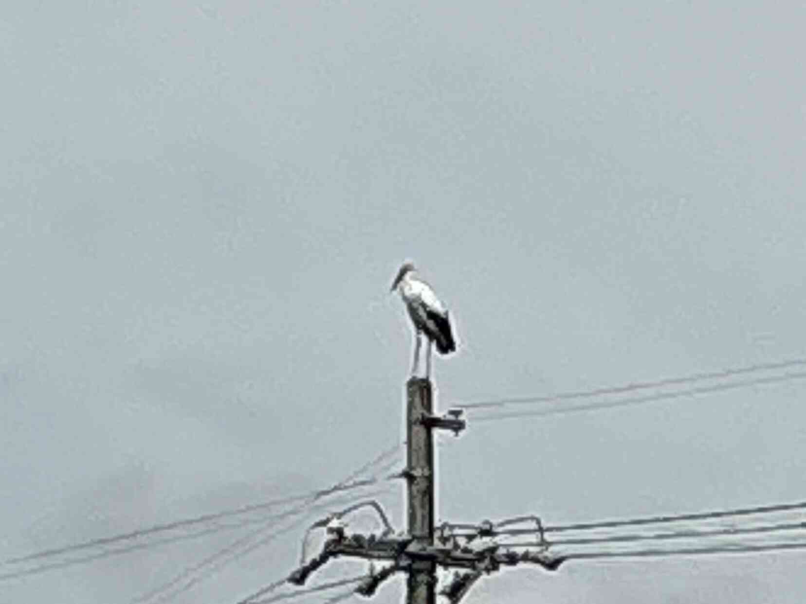 コウノトリ！