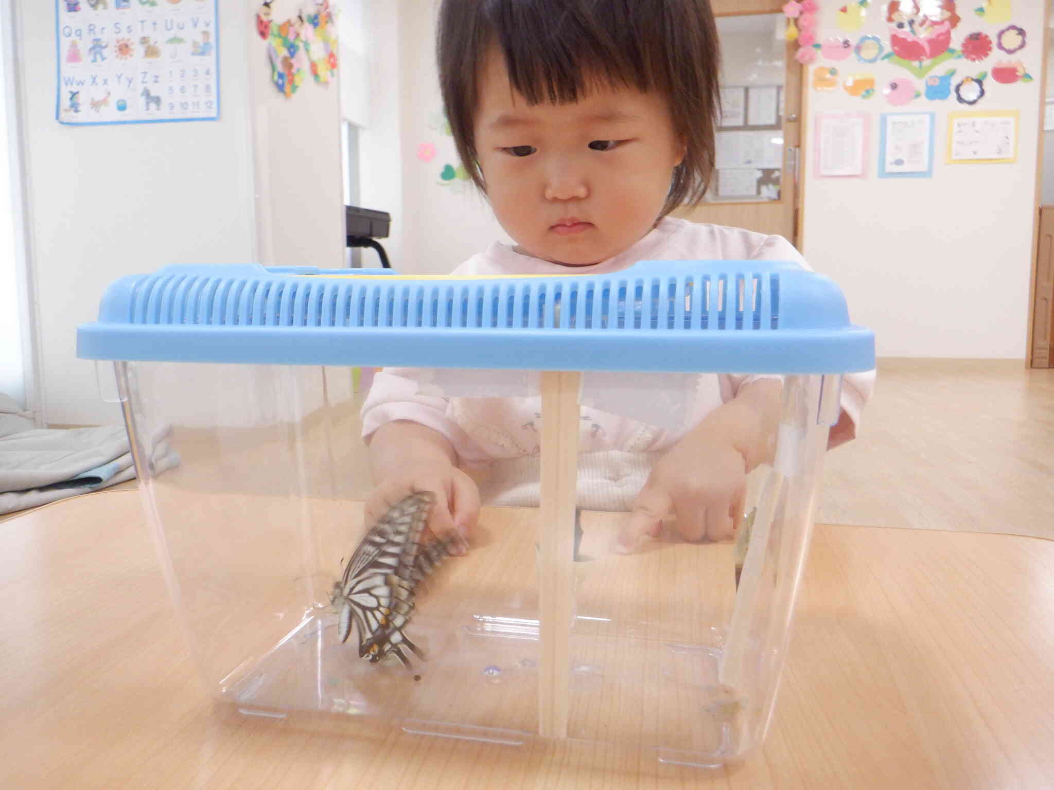 大きいちょうちょさんに少し驚いてるかな？